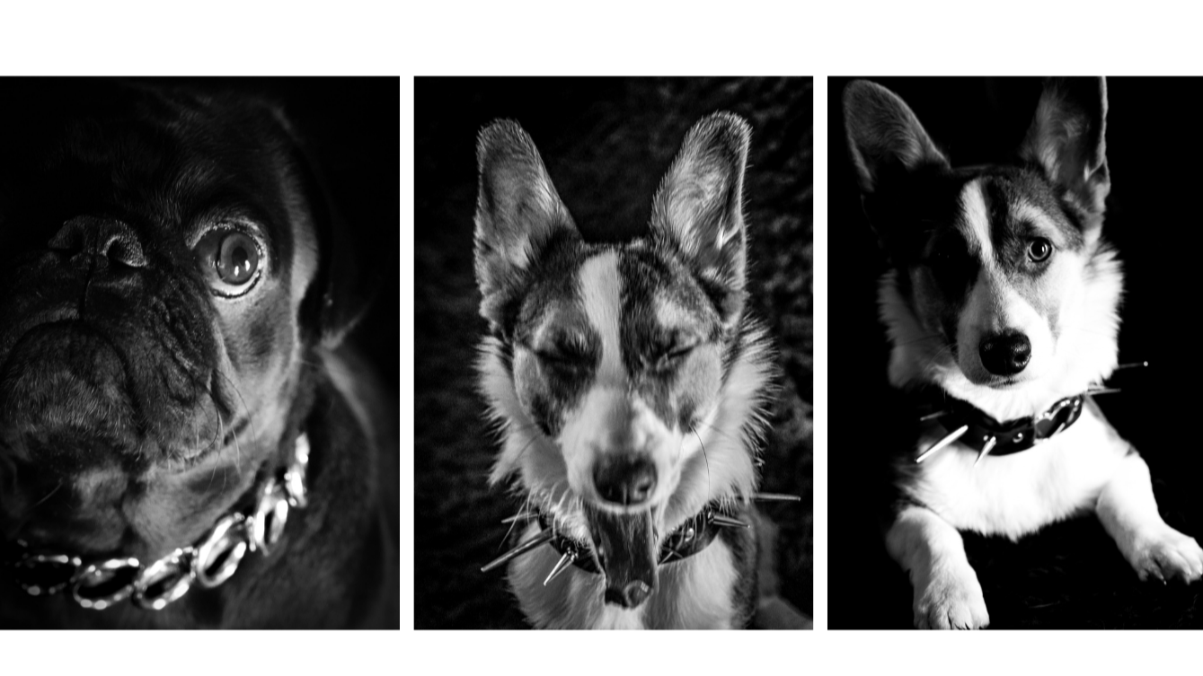 Three black and white photos of dogs in a row: a French Bulldog on the left, a Siberian Husky in the center, and a Cardigan Welsh Corgi on the right.