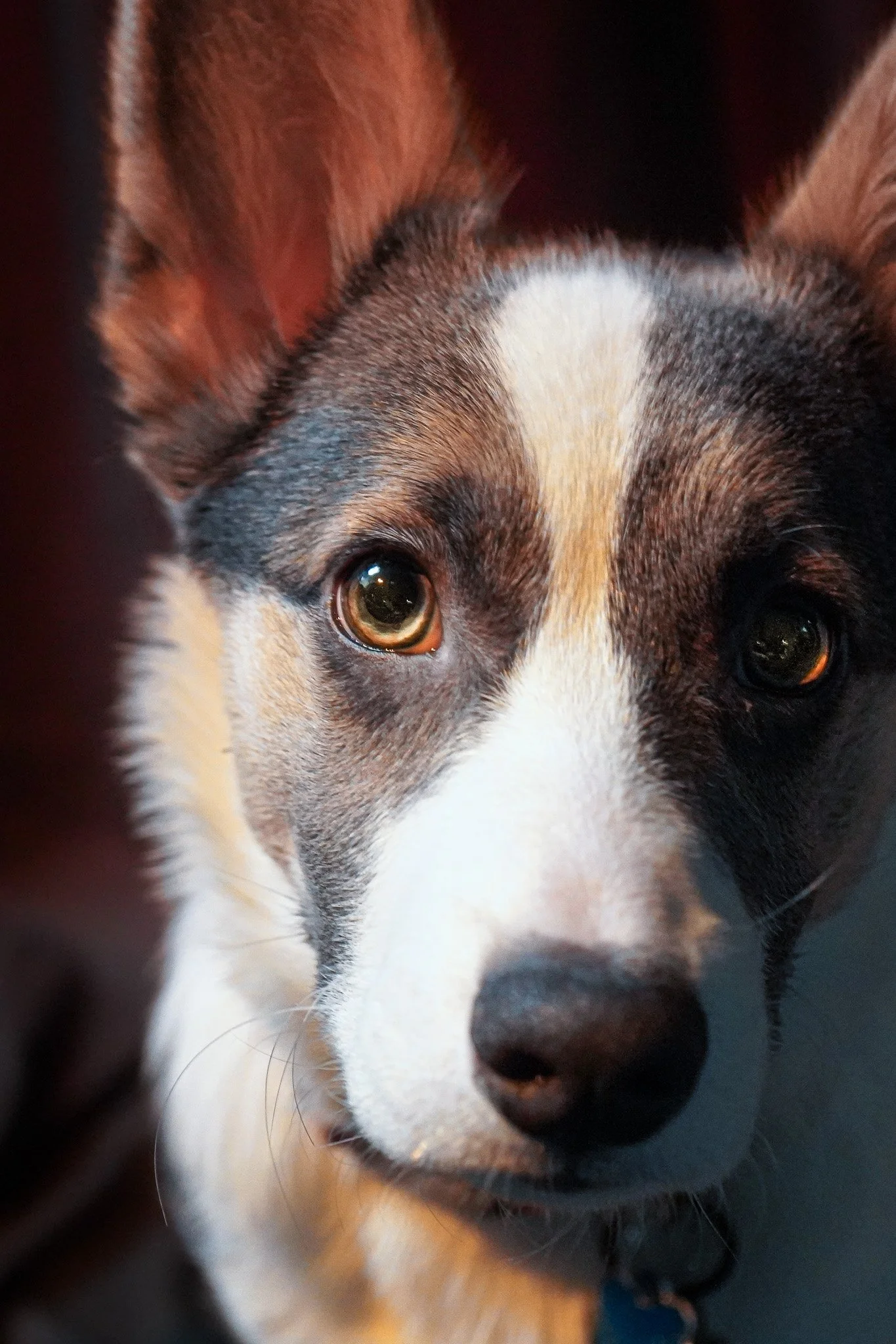 Close-up of a dog's face, showing one eye, nose, and part of the ear and fur, with soft lighting.