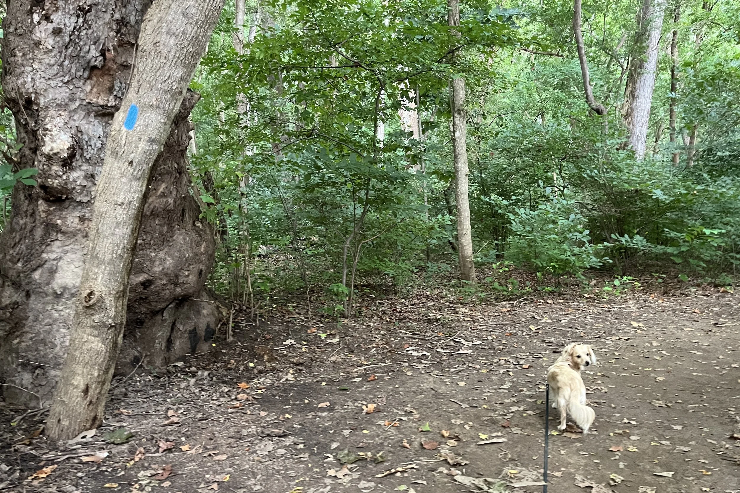 Archie looking back from a wide, shaded woodland trail beside a large tree marked with a blue trail blaze