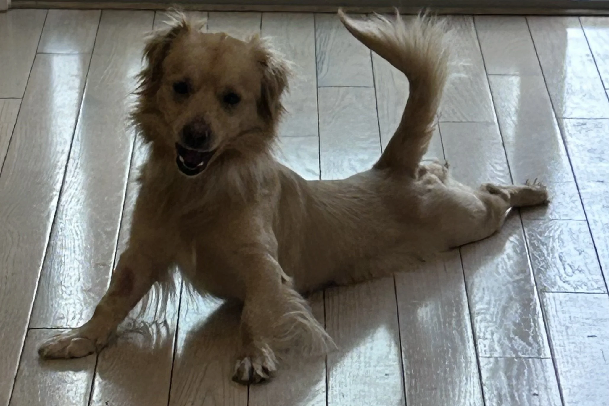 Small tan dog stretched out on a cool tile floor indoors after hot weather, resting with legs extended during summer heat.