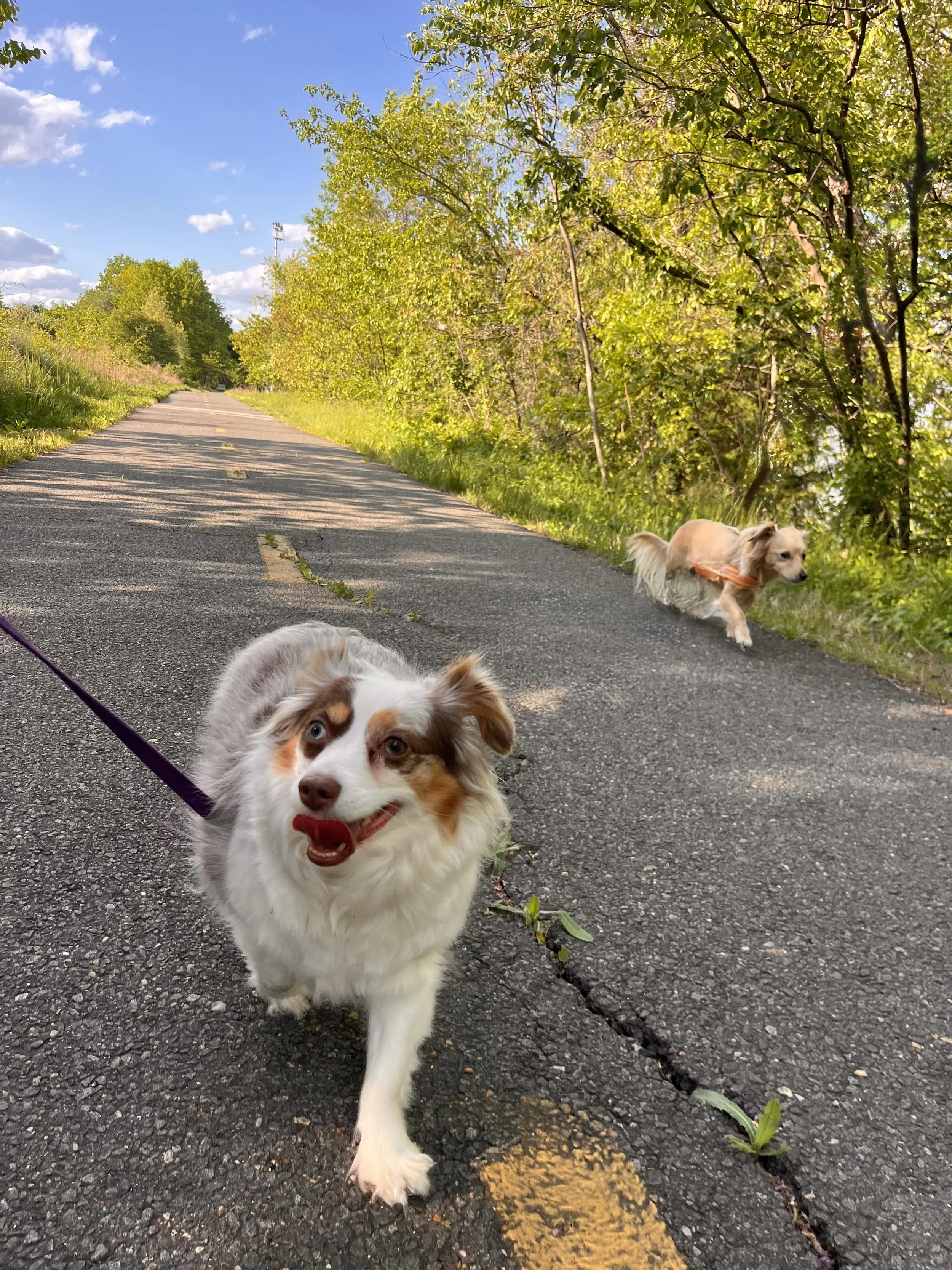 Saydie and Archie walking along a quiet paved trail bordered by trees and greenery on a sunny day.