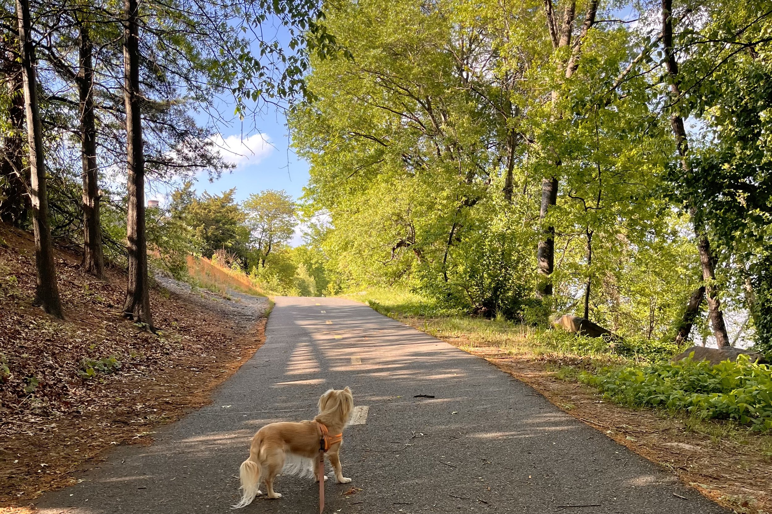 Small dog standing on a wide, straight section of the Mount Vernon Trail with trees on both sides and a clear path ahead