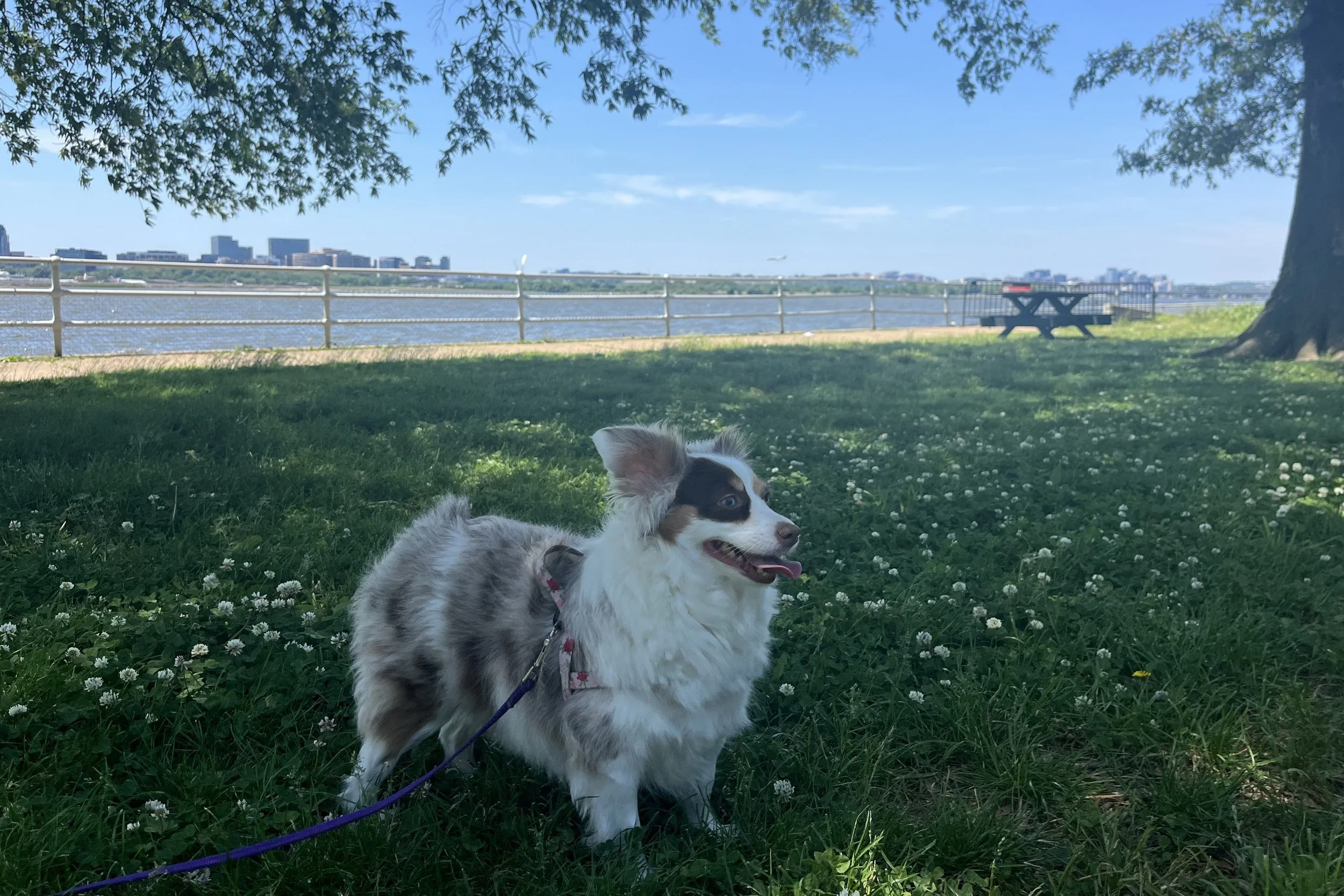 Small dog standing in shaded grass beside the waterfront at Hains Point in Washington, DC, with river views, trees, and open sky in the background.