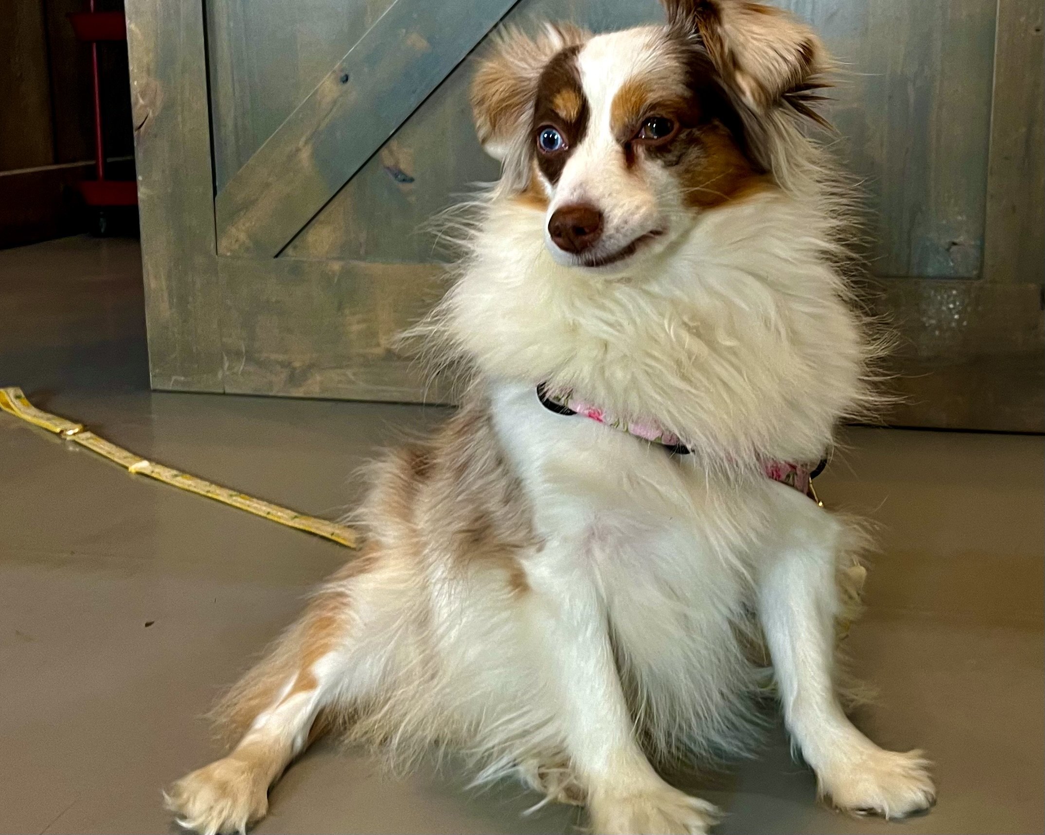 Small dog sitting alert inside a dog-friendly brewery, calmly observing the indoor environment.