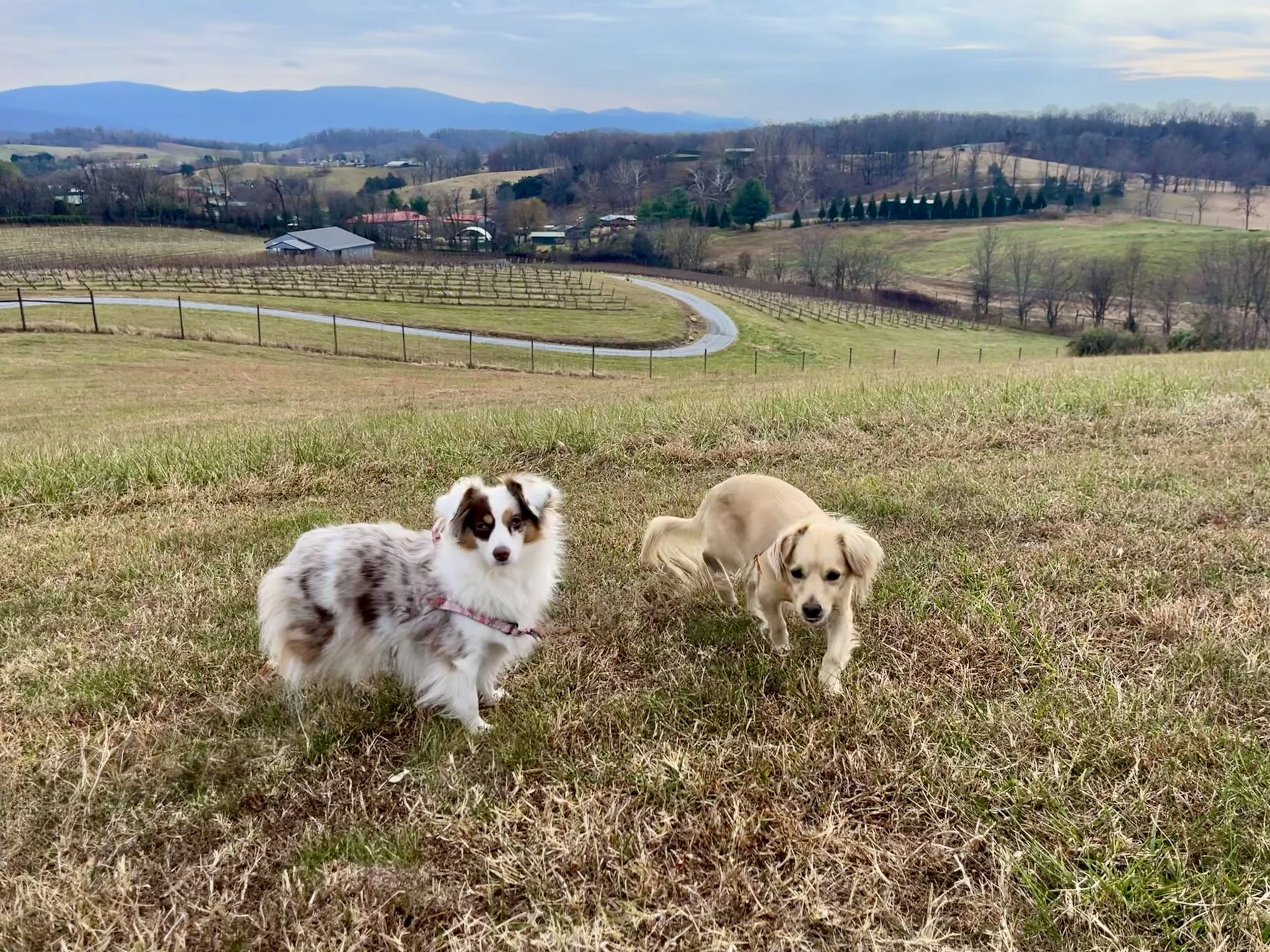Two dogs walking on the rolling vineyard grounds at Great Valley Brewery & Winery in Lexington, Virginia, dog-friendly outdoor area.