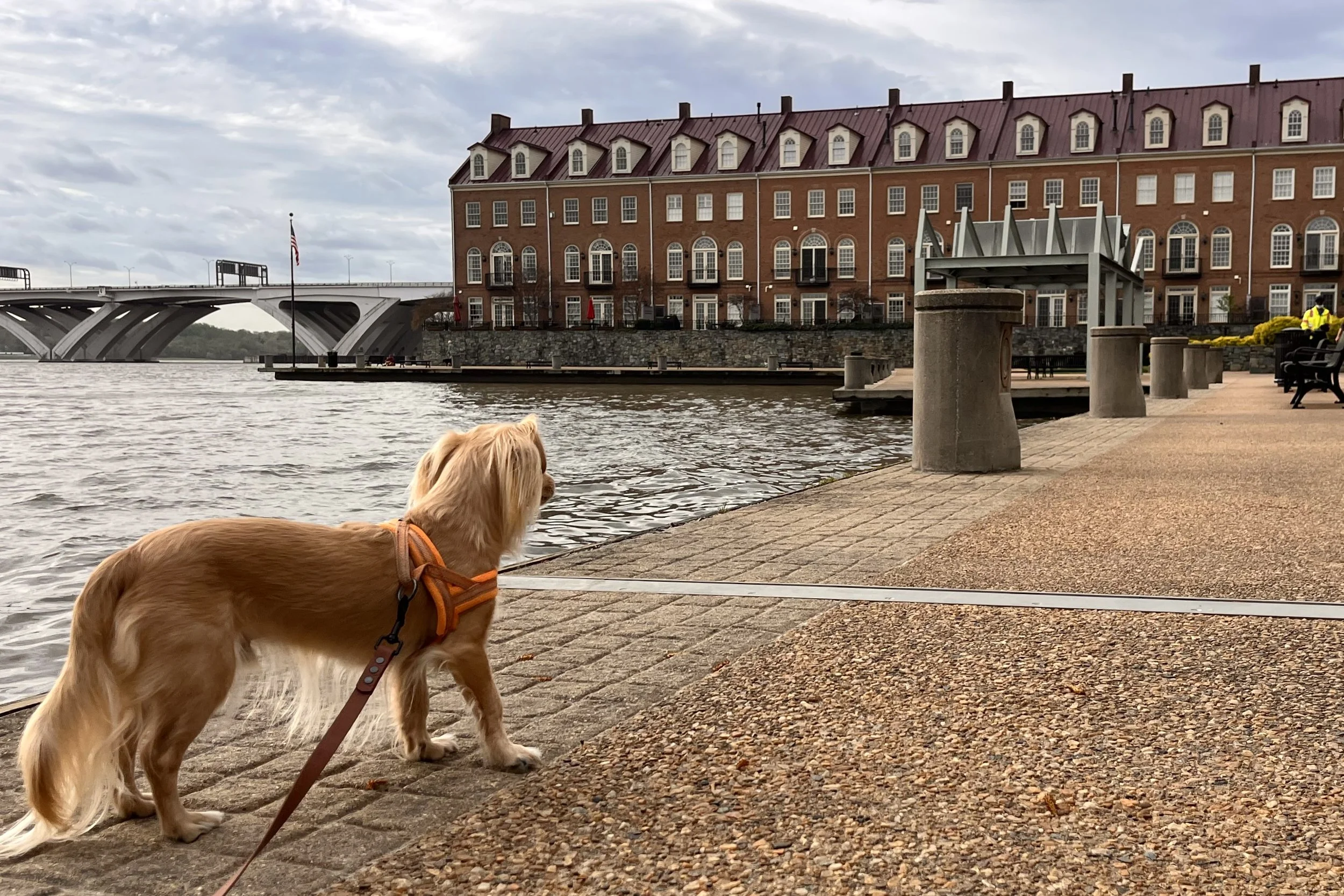 Small dog pausing at the edge of a waterfront path, looking ahead and scanning the environment in Old Town Alexandria