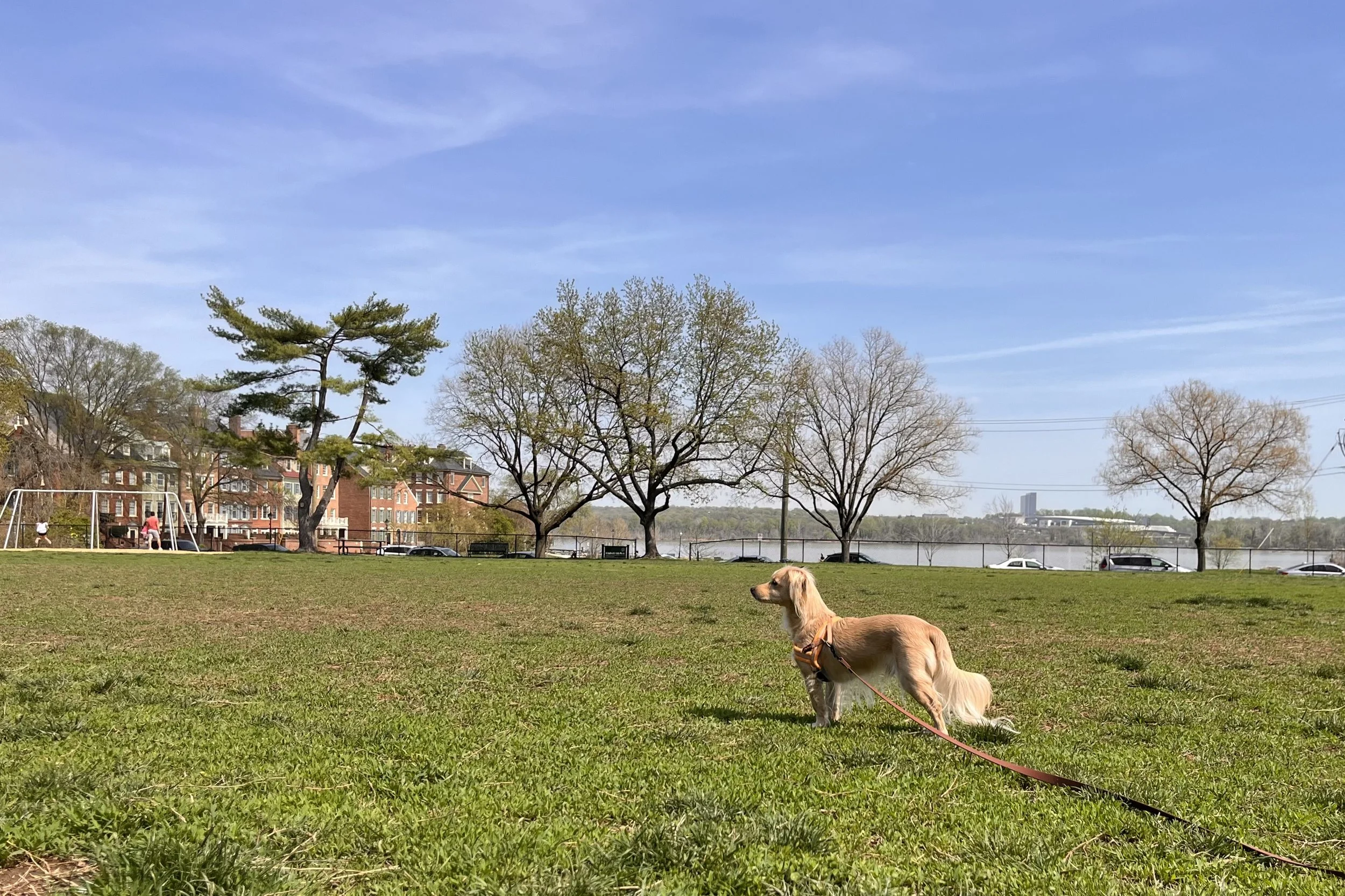 Dog sniffing in an open field at Windmill Hill Park with river views in the background