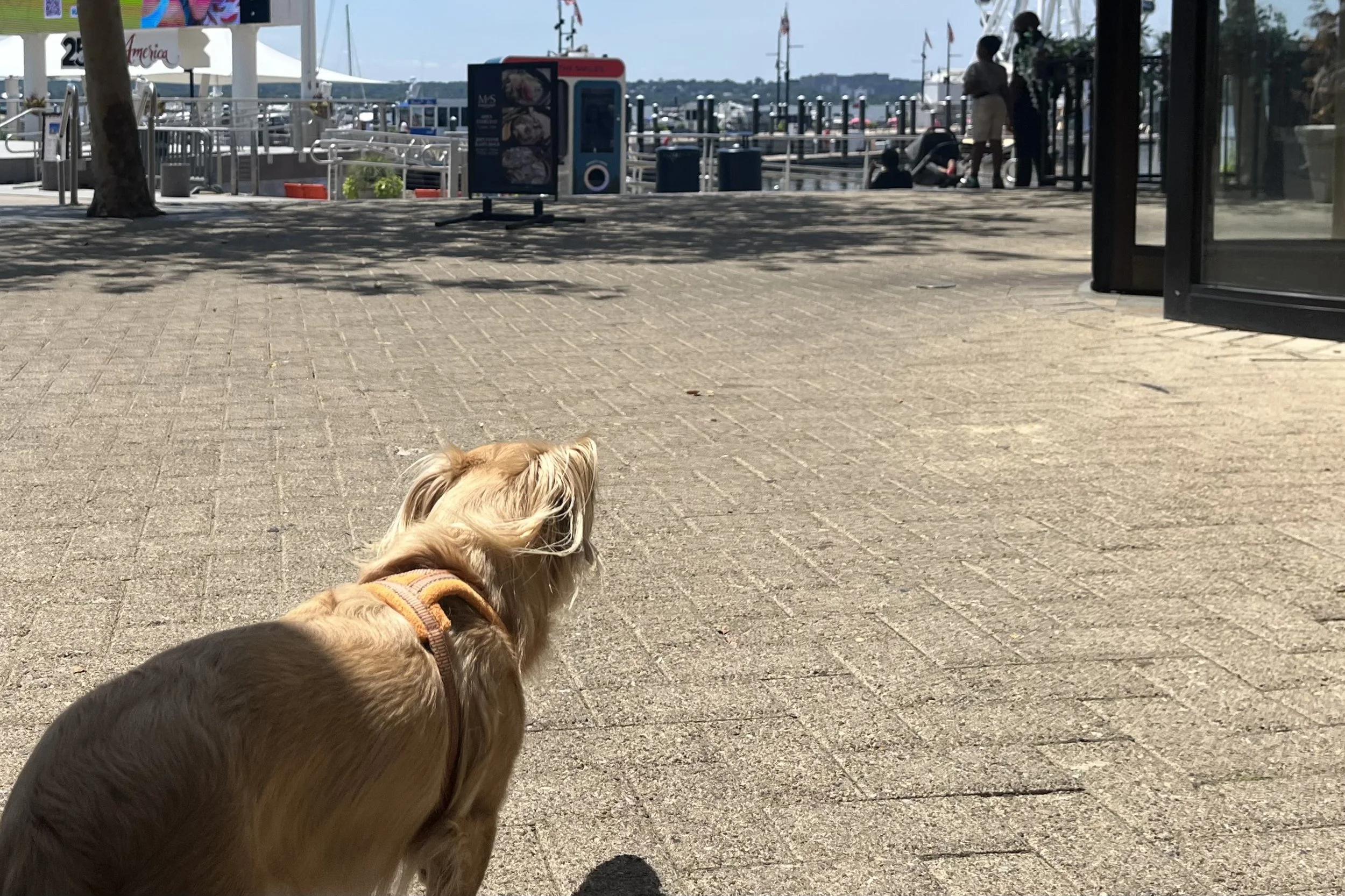 Archie looking toward the National Harbor marina and waterfront on a sunny weekday.