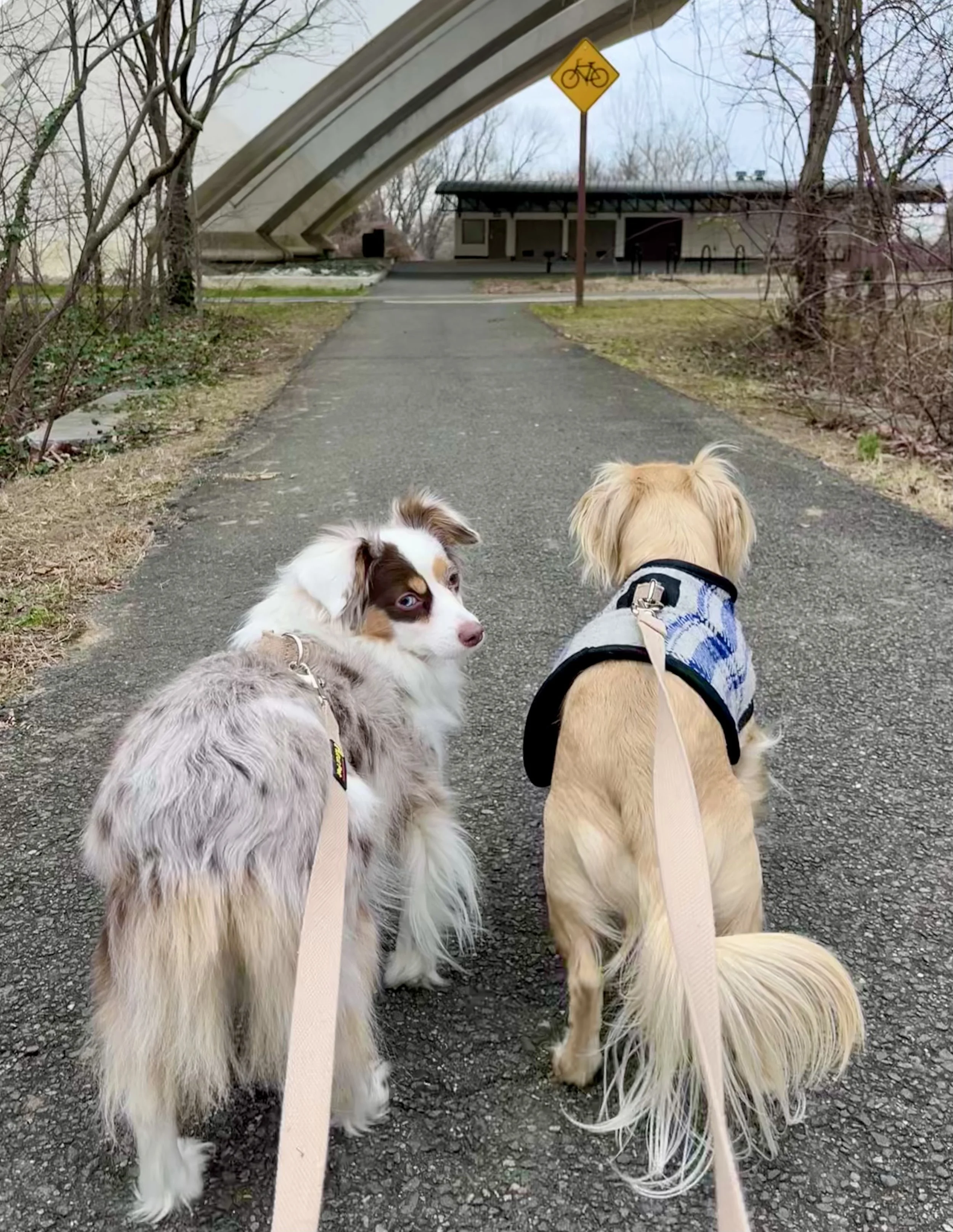 Two dogs on leashes walking along a paved path beneath a bridge near Jones Point Lighthouse, one dog looking back while the other faces forward.