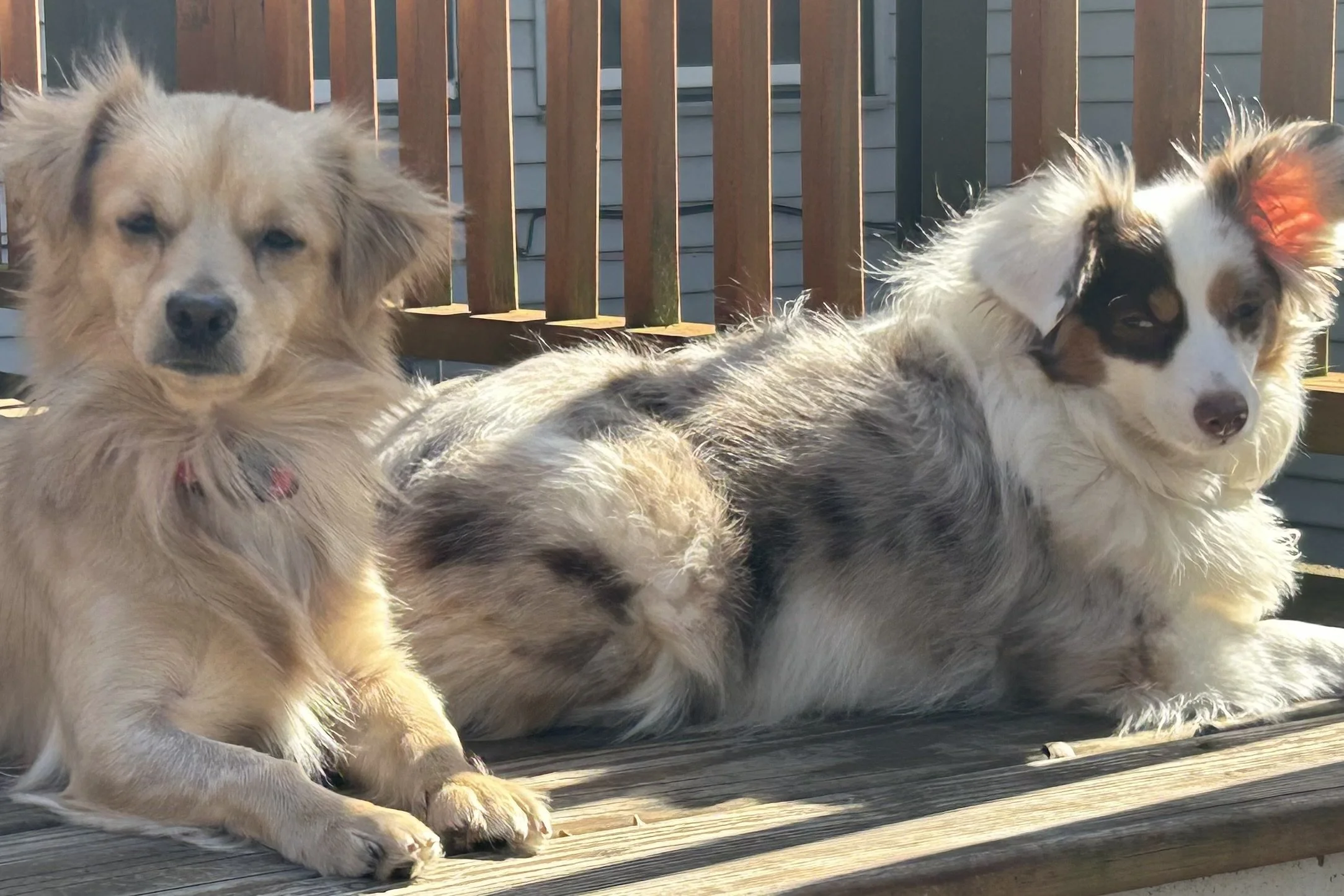 Two small dogs resting on a sunny wooden deck during hot weather, with one stretched out in direct sun and the other appearing tired from the heat.