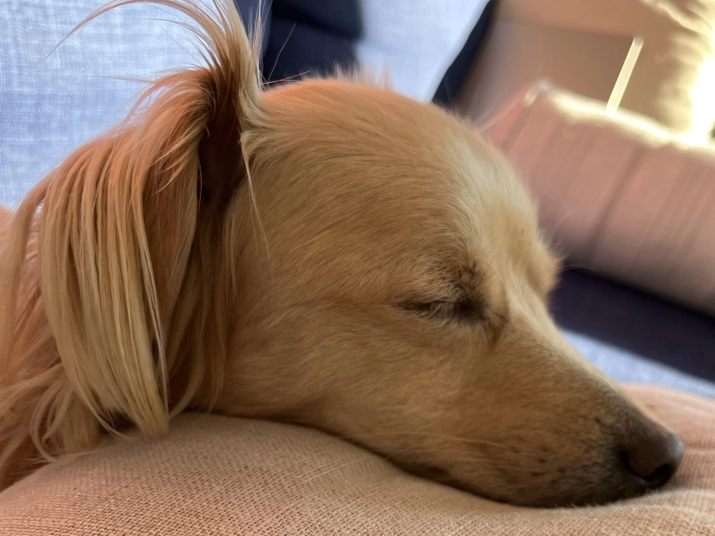 Small tan dog sleeping with her head resting on a soft surface in the car, eyes closed and relaxed during travel.