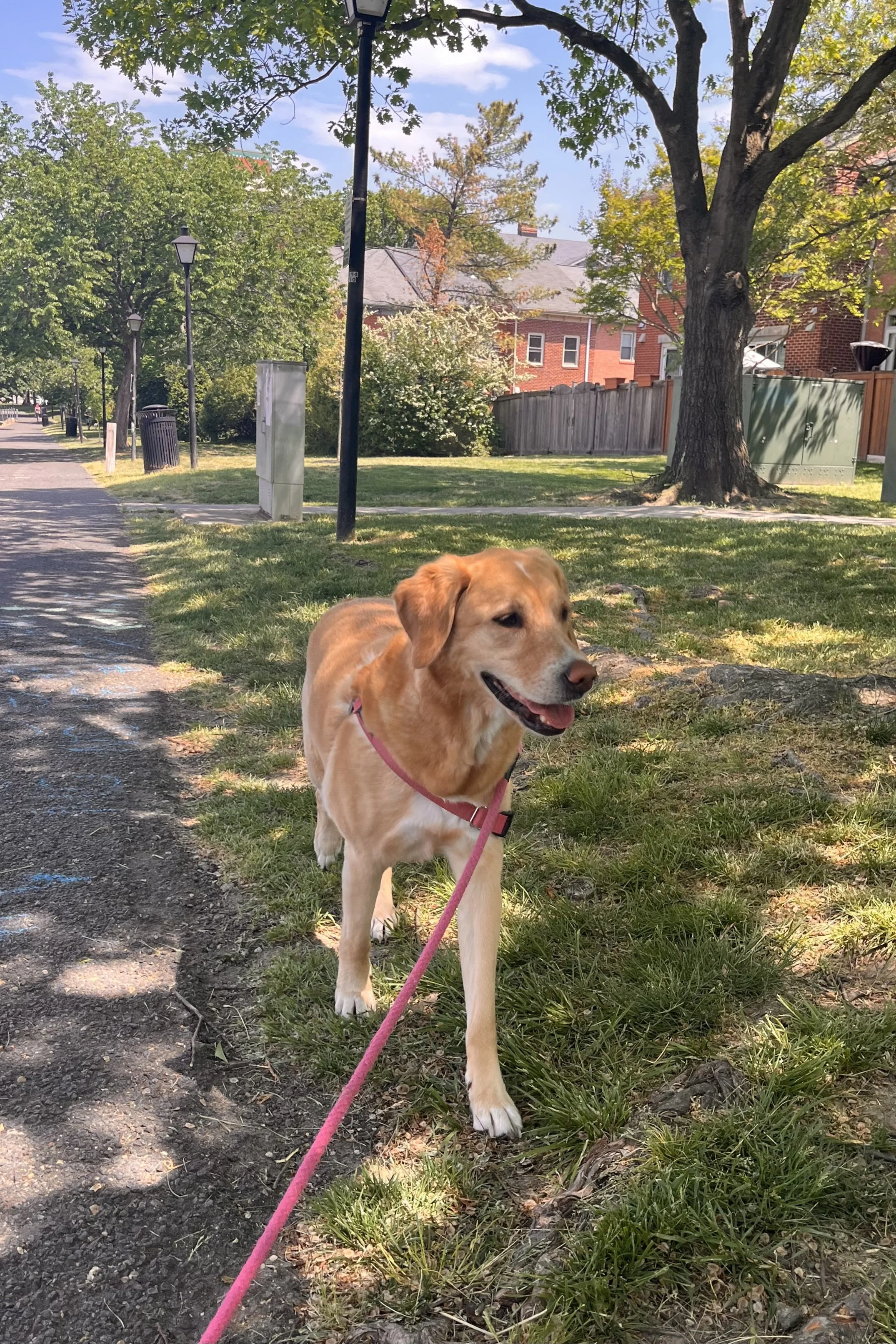 Yellow Labrador walking along a quiet grassy neighborhood path on a calm afternoon.