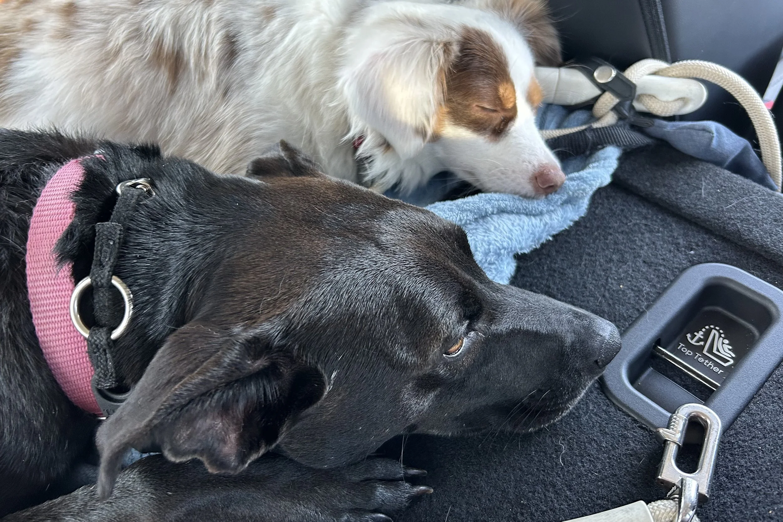 Dog resting peacefully in back seat at end of long car ride.
