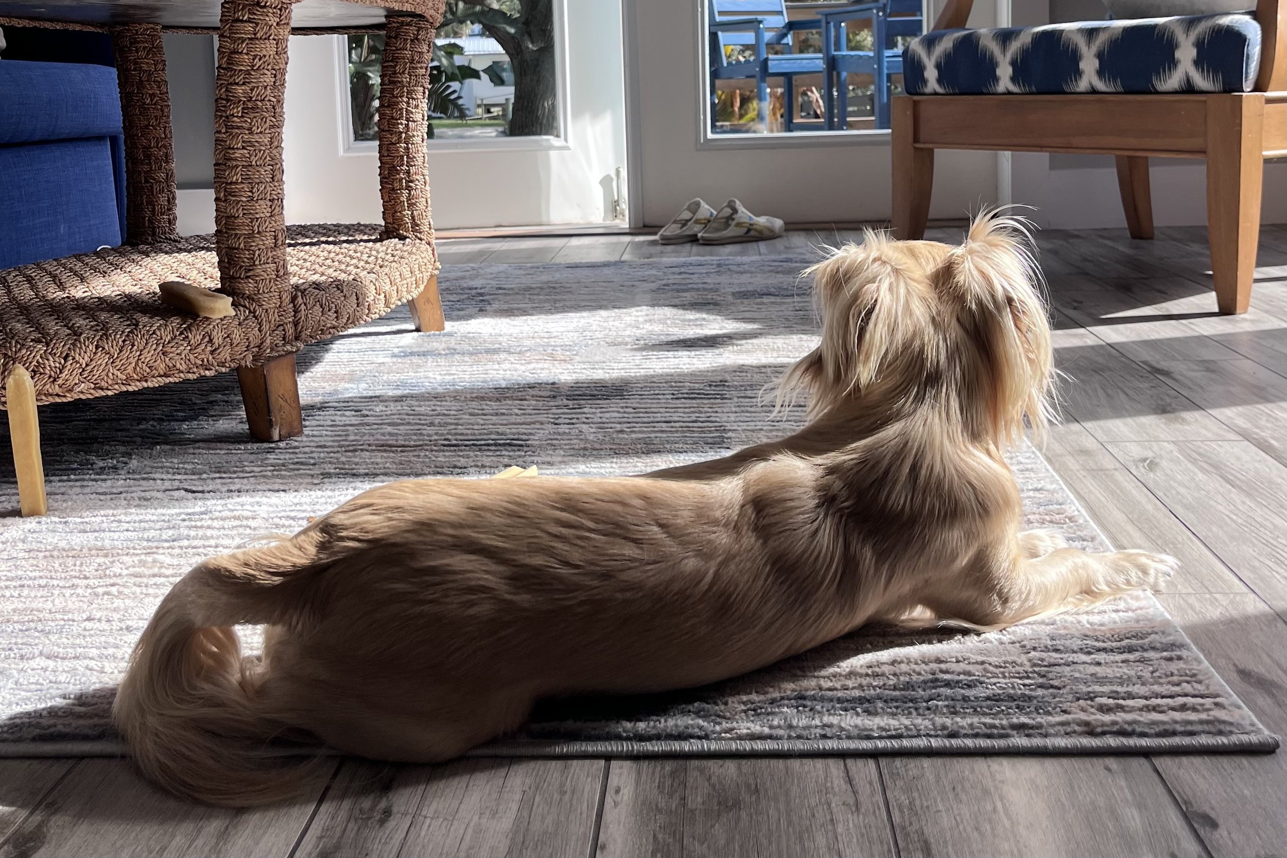 Two dogs resting comfortably inside a dog-friendly cottage in Butler Beach, Florida, with morning light filling the room.