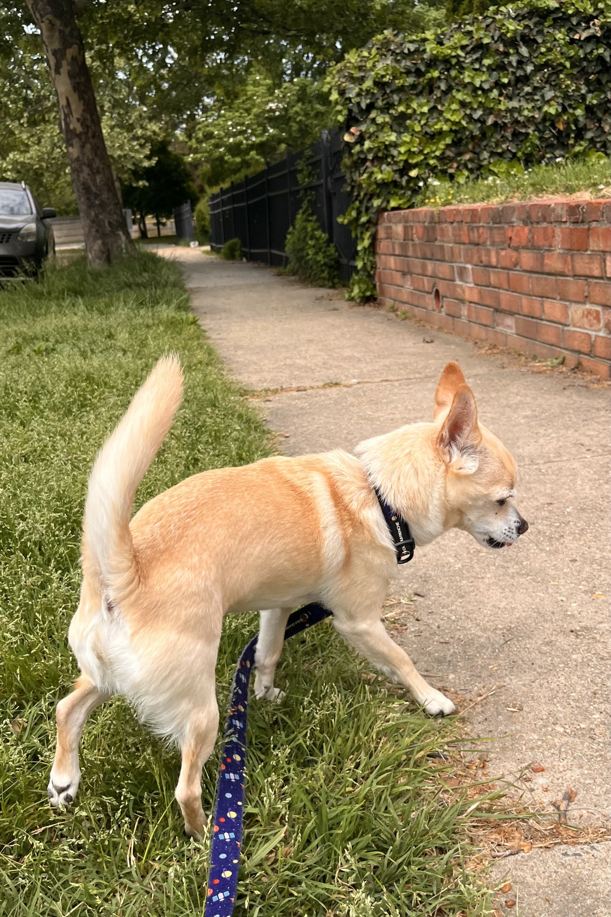 Small cream-colored dog stepping off a sidewalk onto a grassy edge beside a residential street.
