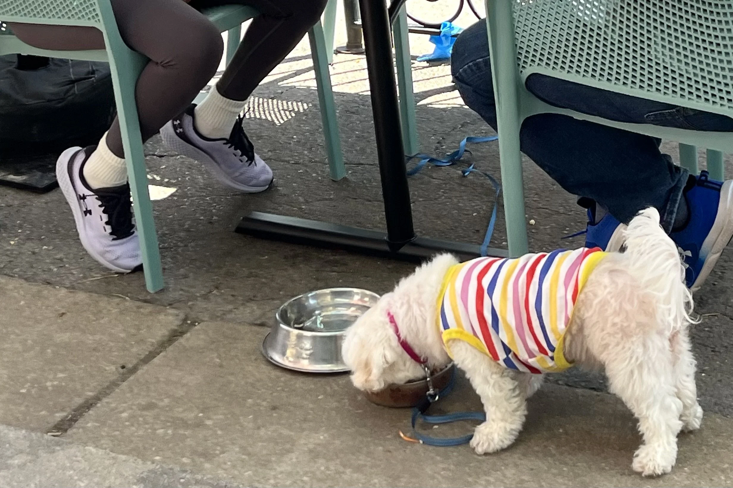 Small white dog wearing a colorful striped shirt eating from a bowl beside an outdoor restaurant table in Old Town Alexandria.