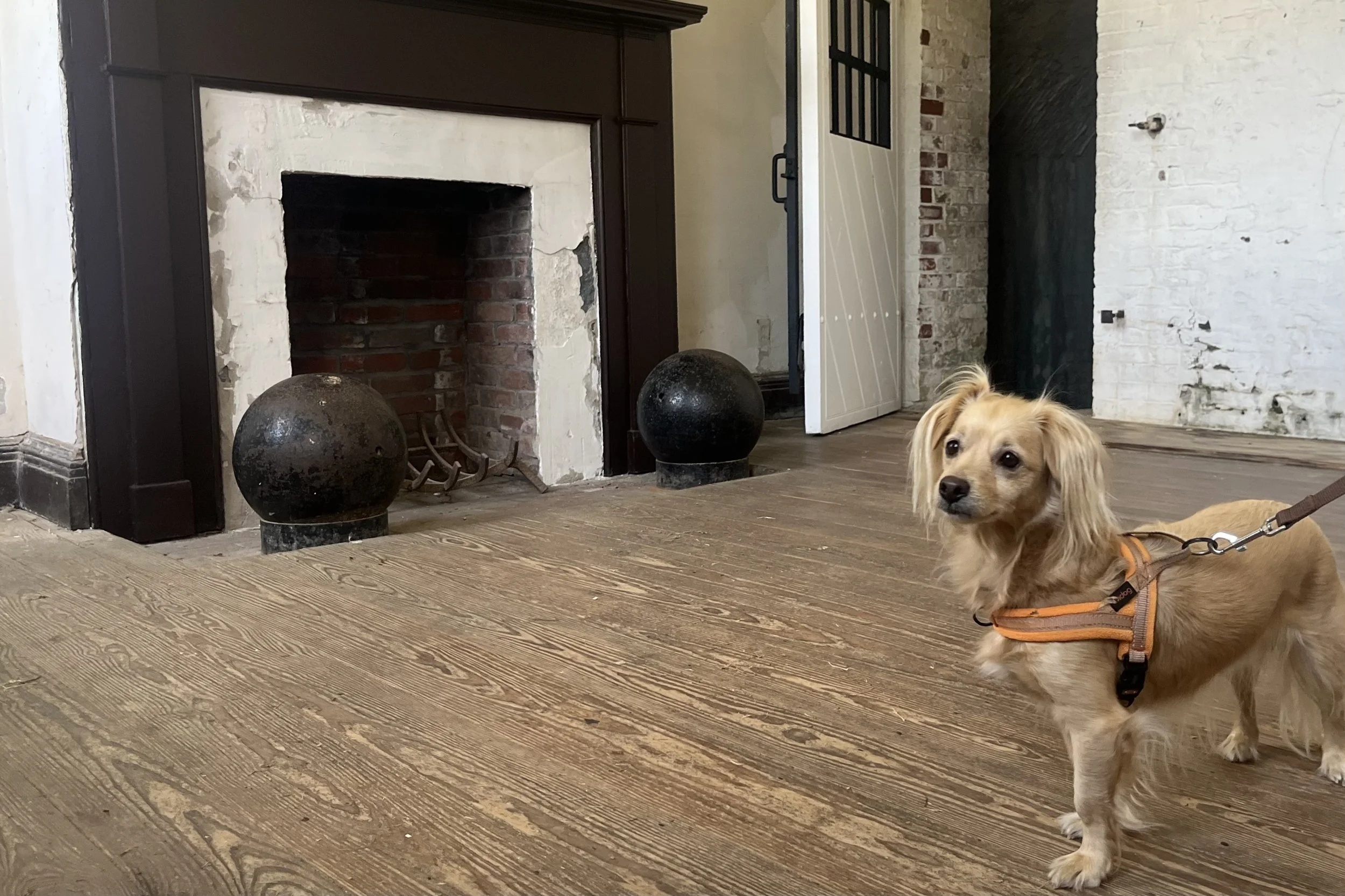 Small dog standing inside a historic brick room at Fort Washington near a fireplace.