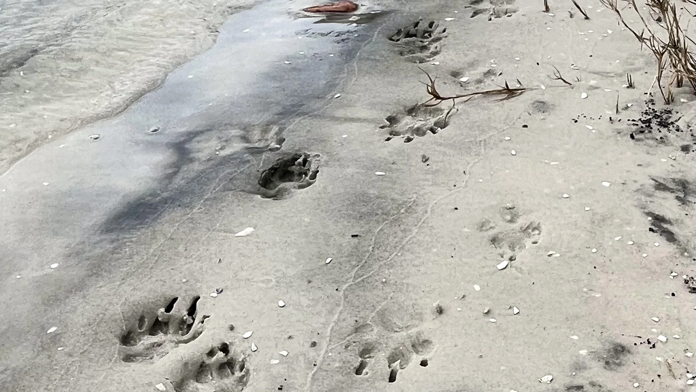 Dog paw prints pressed into wet sand beside shallow water, with scattered shell fragments.