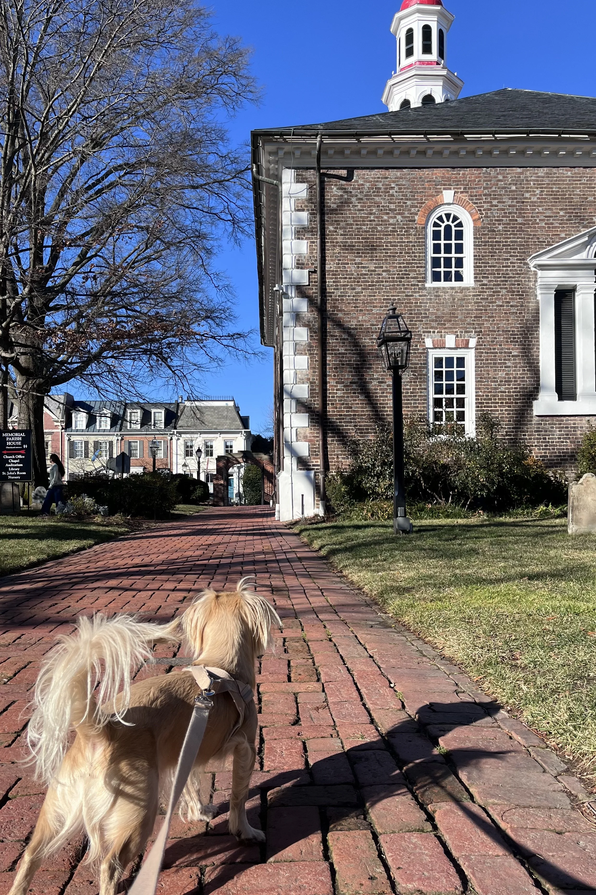 A dog walking along a brick path beside a historic church building in Old Town Alexandria.