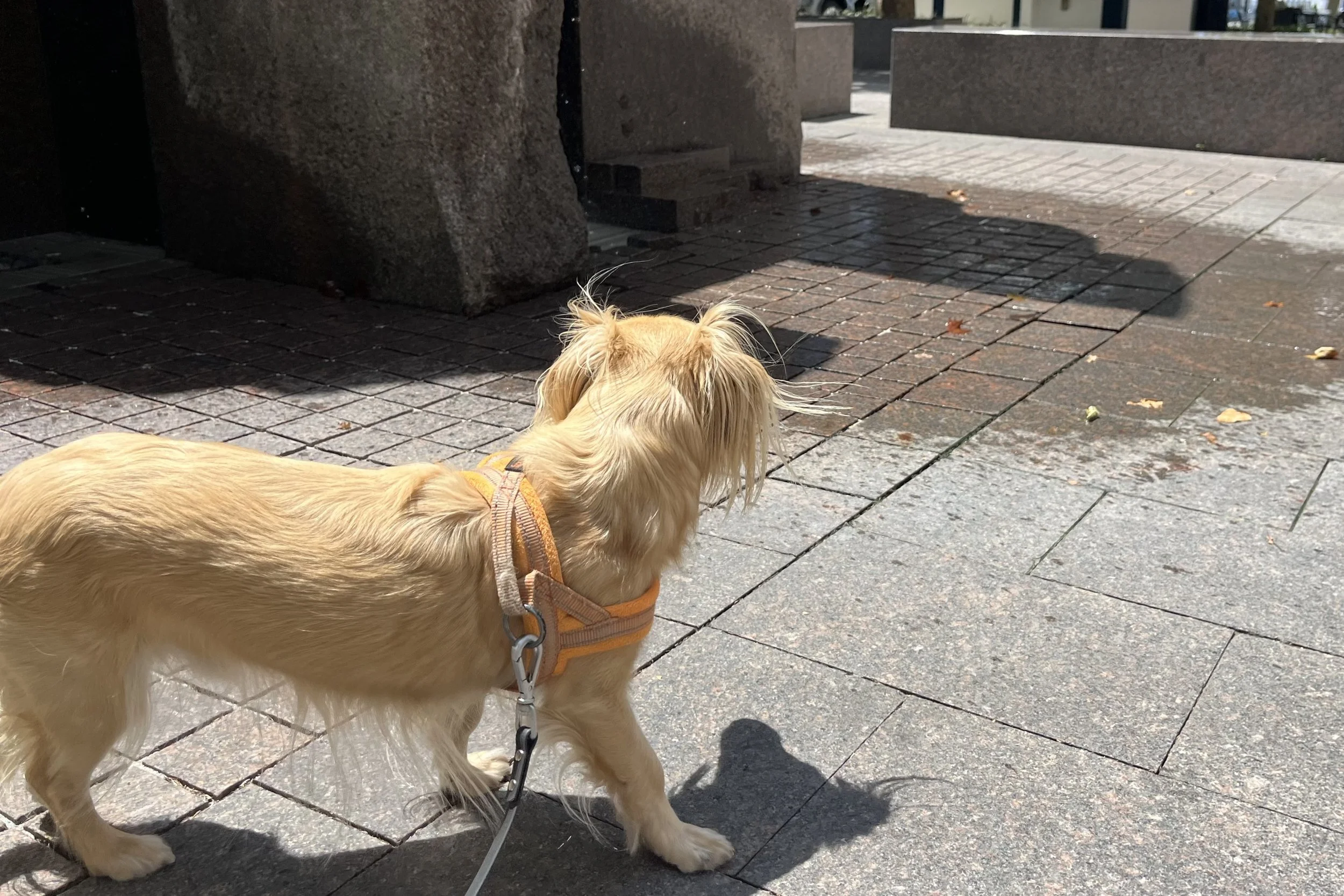 Archie standing beside a fountain in the National Harbor plaza on a sunny afternoon.