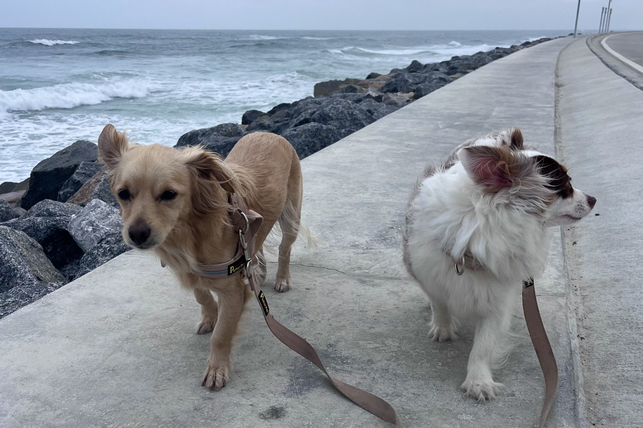 Archie and Saydie walking across a quiet beach toward a rocky shoreline during a peaceful day trip.
