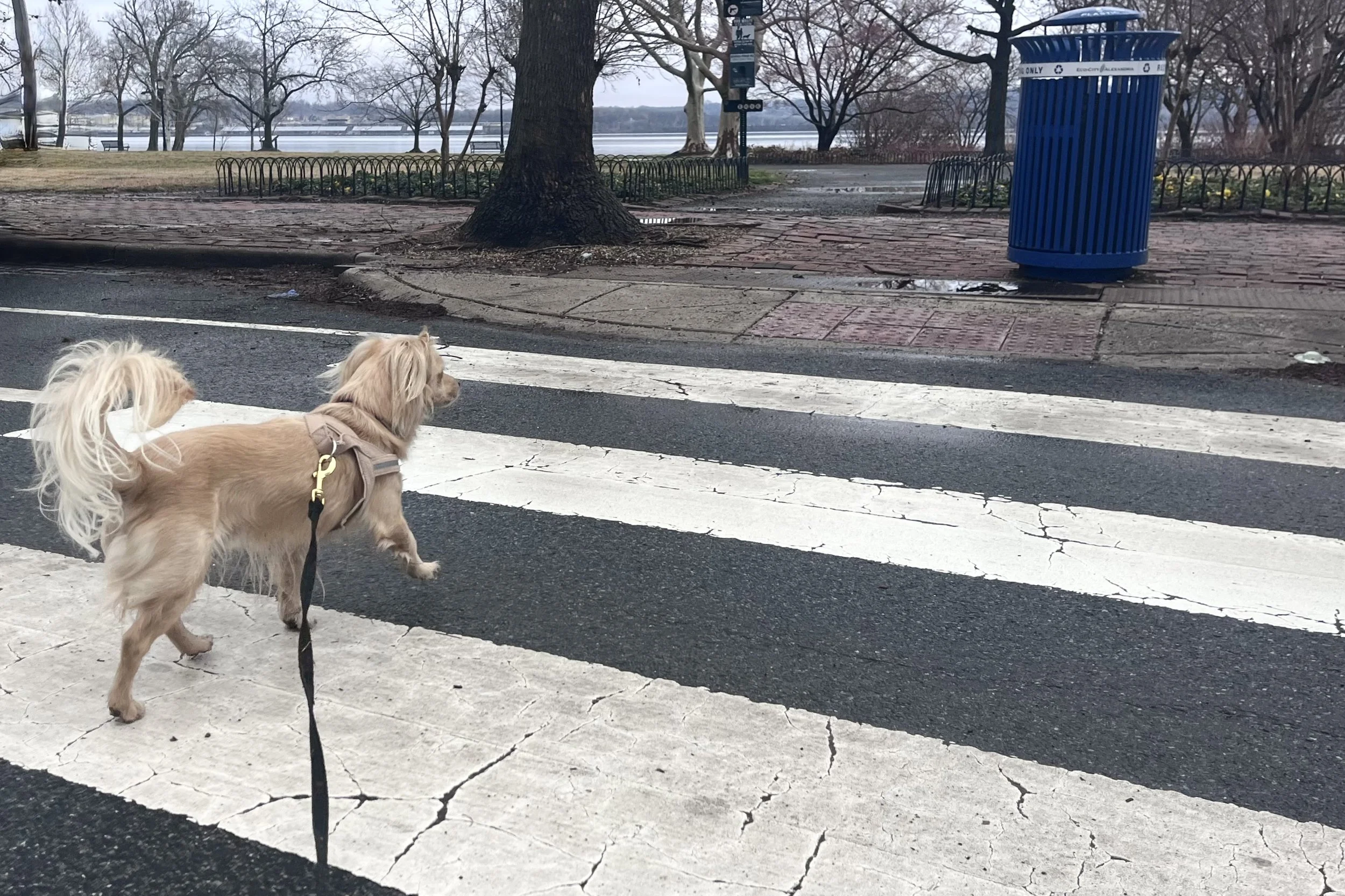 Small dog standing at a brick crosswalk near parked cars and a street by the water.
