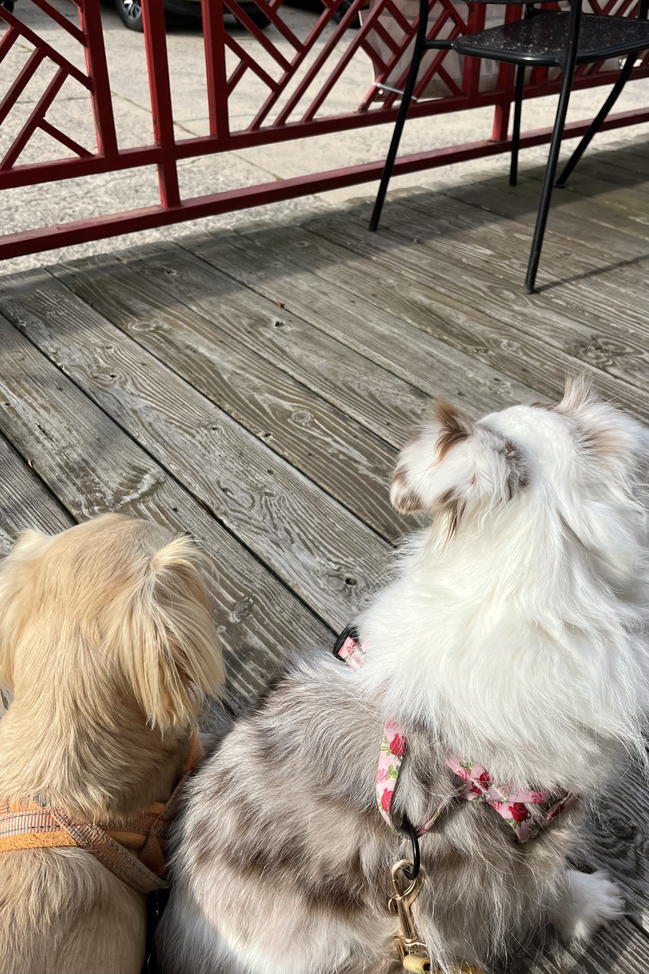 Dog-friendly patio with tightly spaced tables and people moving through narrow paths.