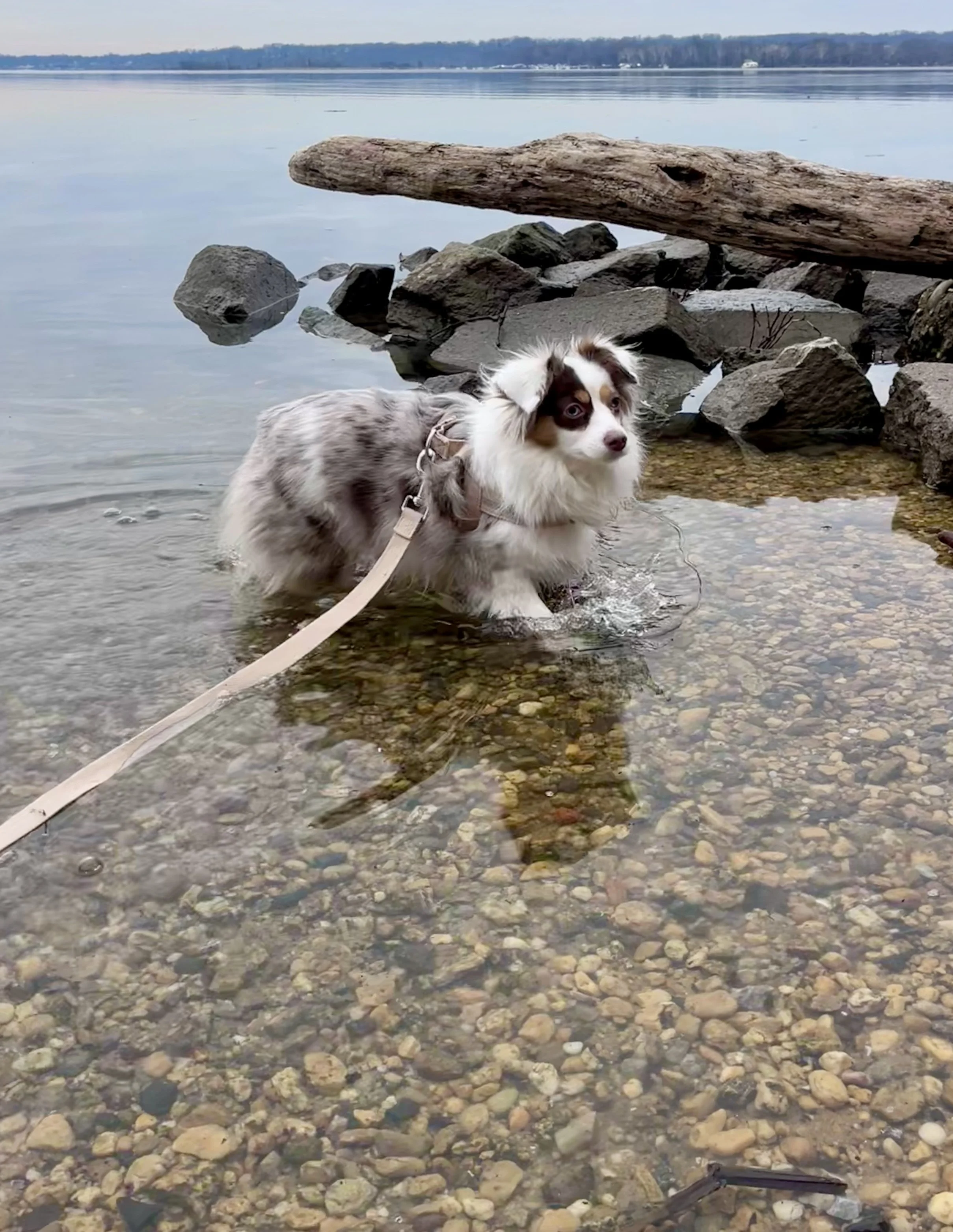 Two leashed dogs wading in shallow water along the Potomac River near Jones Point Lighthouse, with rocks and a calm winter shoreline.