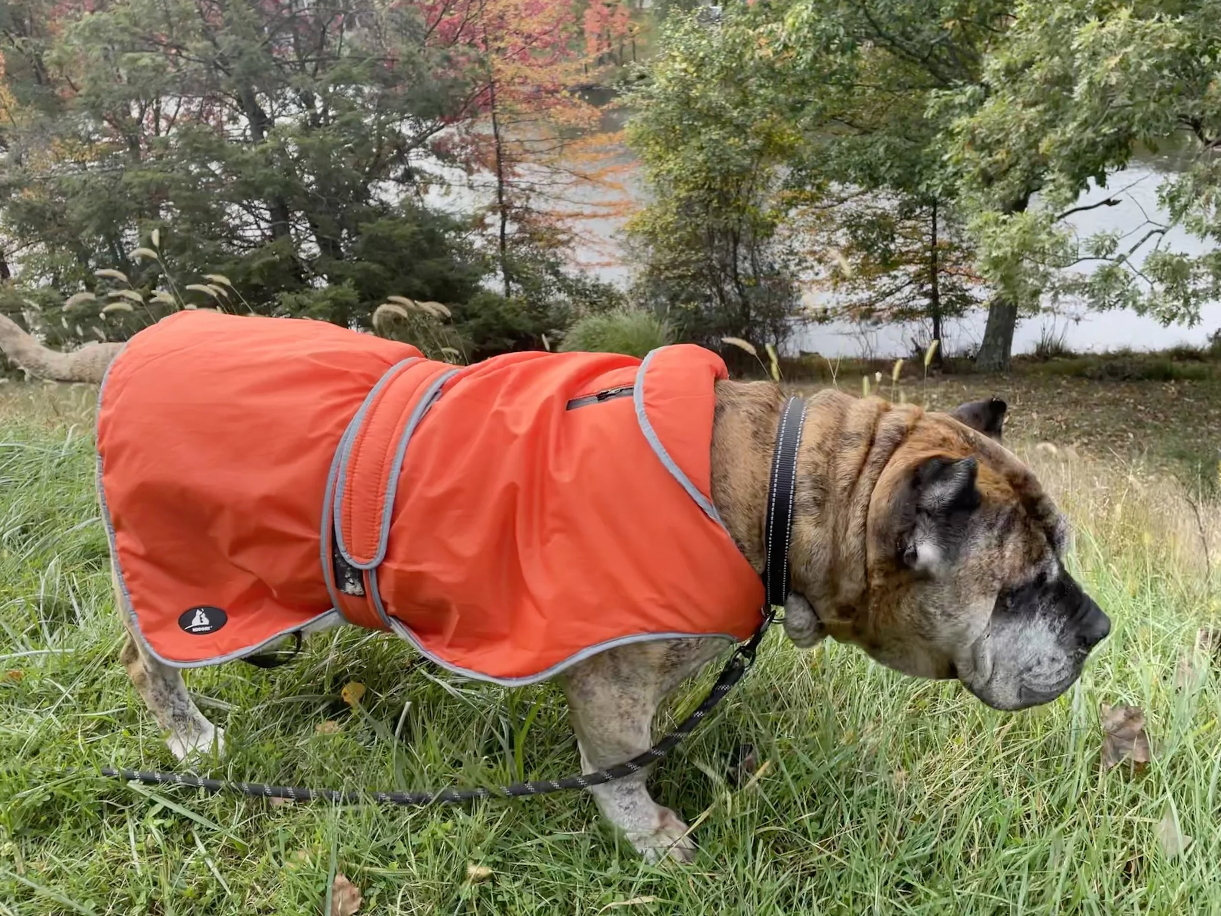 Senior mastiff wearing an orange dog jacket designed for easy dressing and comfort, standing on a grassy hillside during a walk.