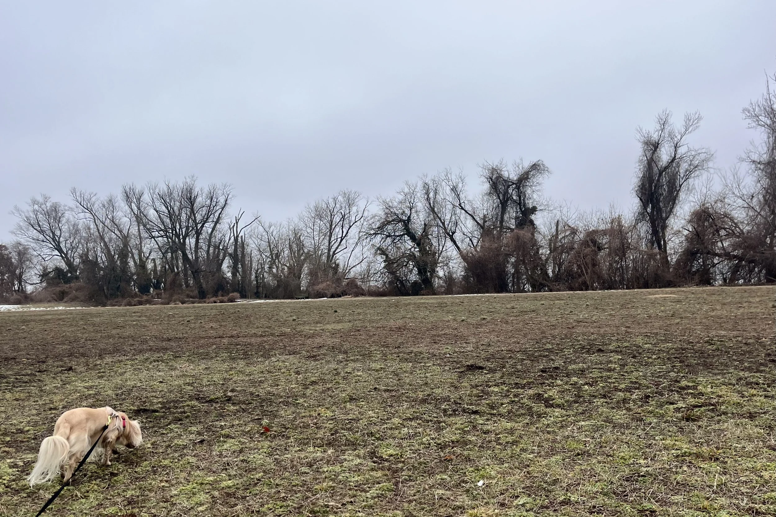 Small dog on leash sniffing a quiet grassy edge away from a busy parking lot during a road trip rest stop.