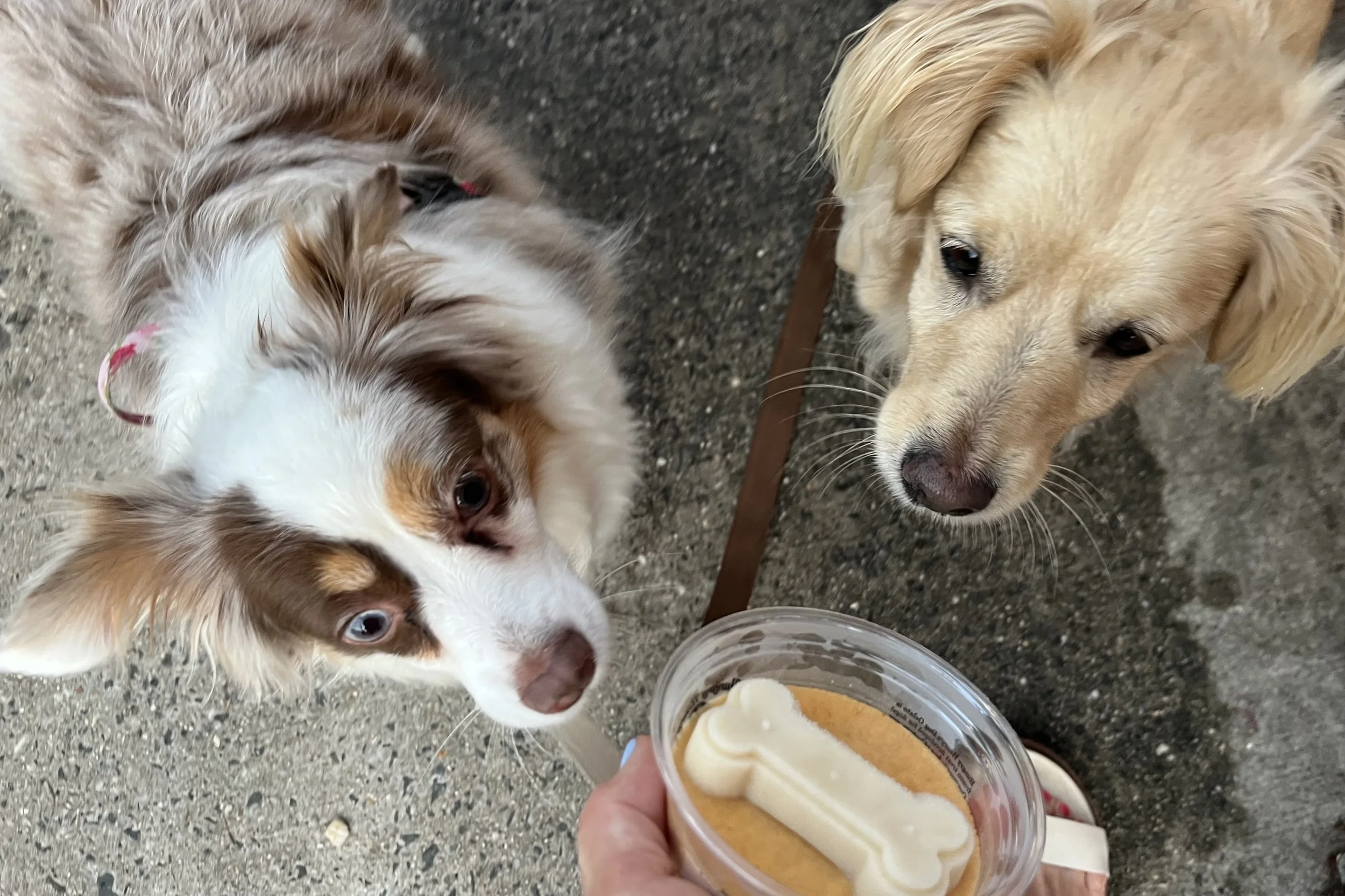 Two small dogs looking up at a frozen treat cup during a summer evening outing in Old Town Alexandria.