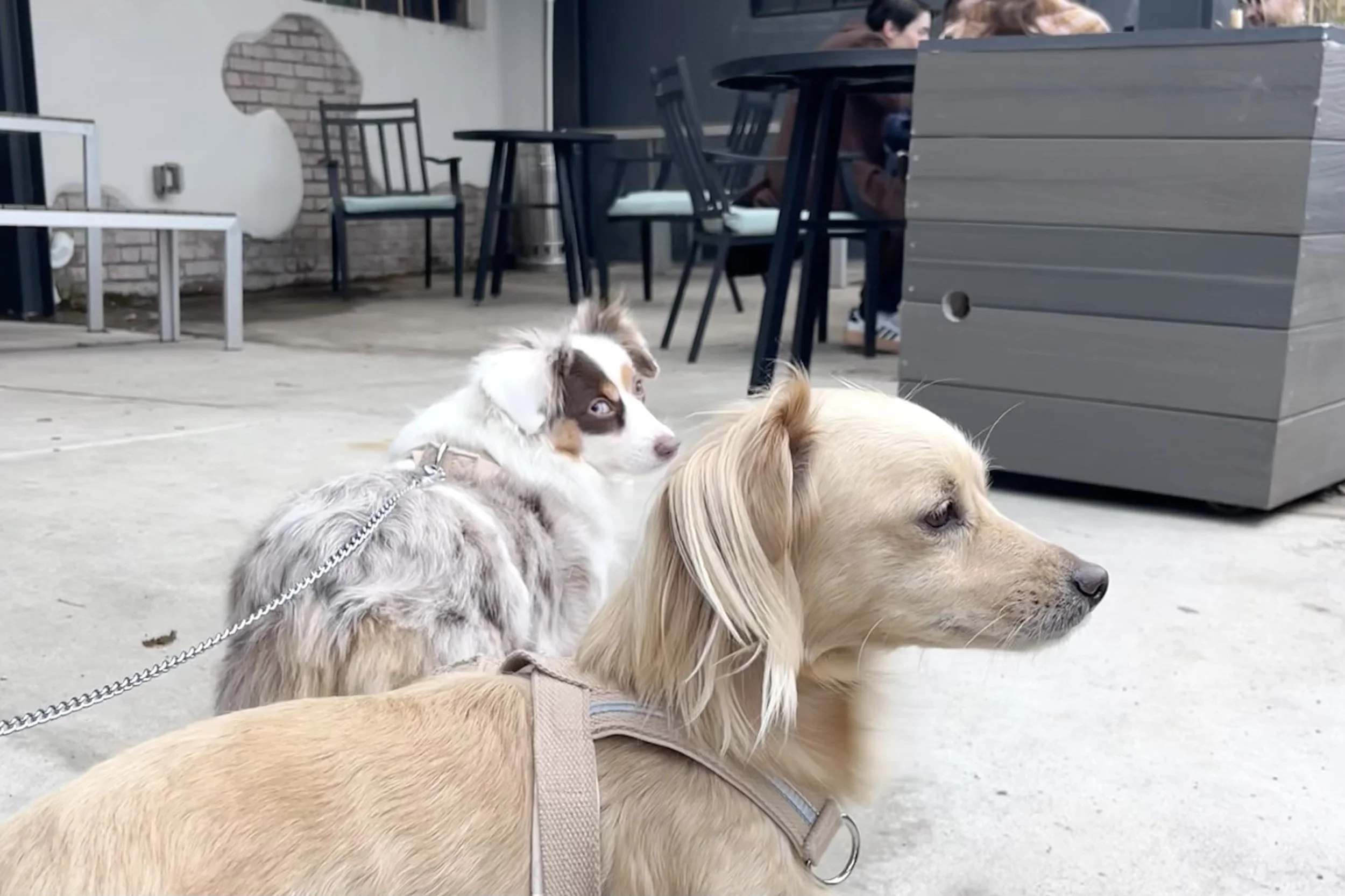 Small dog approaching an outdoor coffee shop patio in Old Town Alexandria with tables and seating visible.