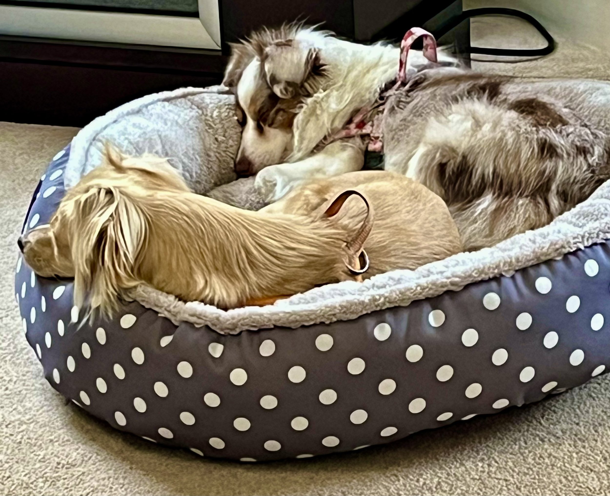 Two small dogs sleeping together in a familiar dog bed inside pet-friendly lodging in Lexington, Virginia.