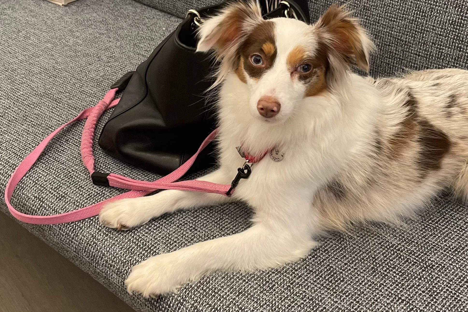 Saydie resting on a couch with her pink leash beside her.