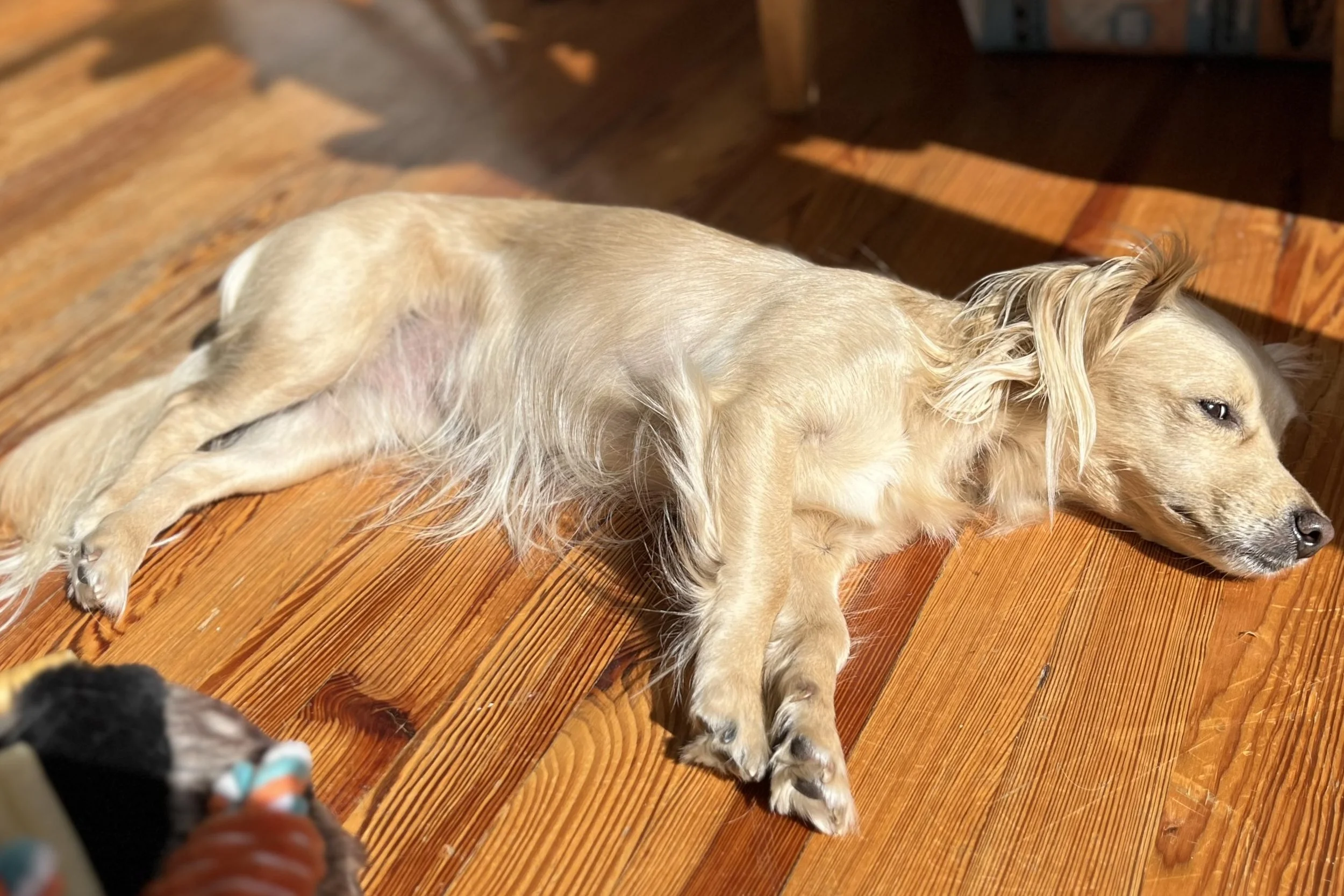 Small tan dog stretched out resting on a hardwood floor in warm afternoon sunlight after a hot day, appearing tired and relaxed indoors.