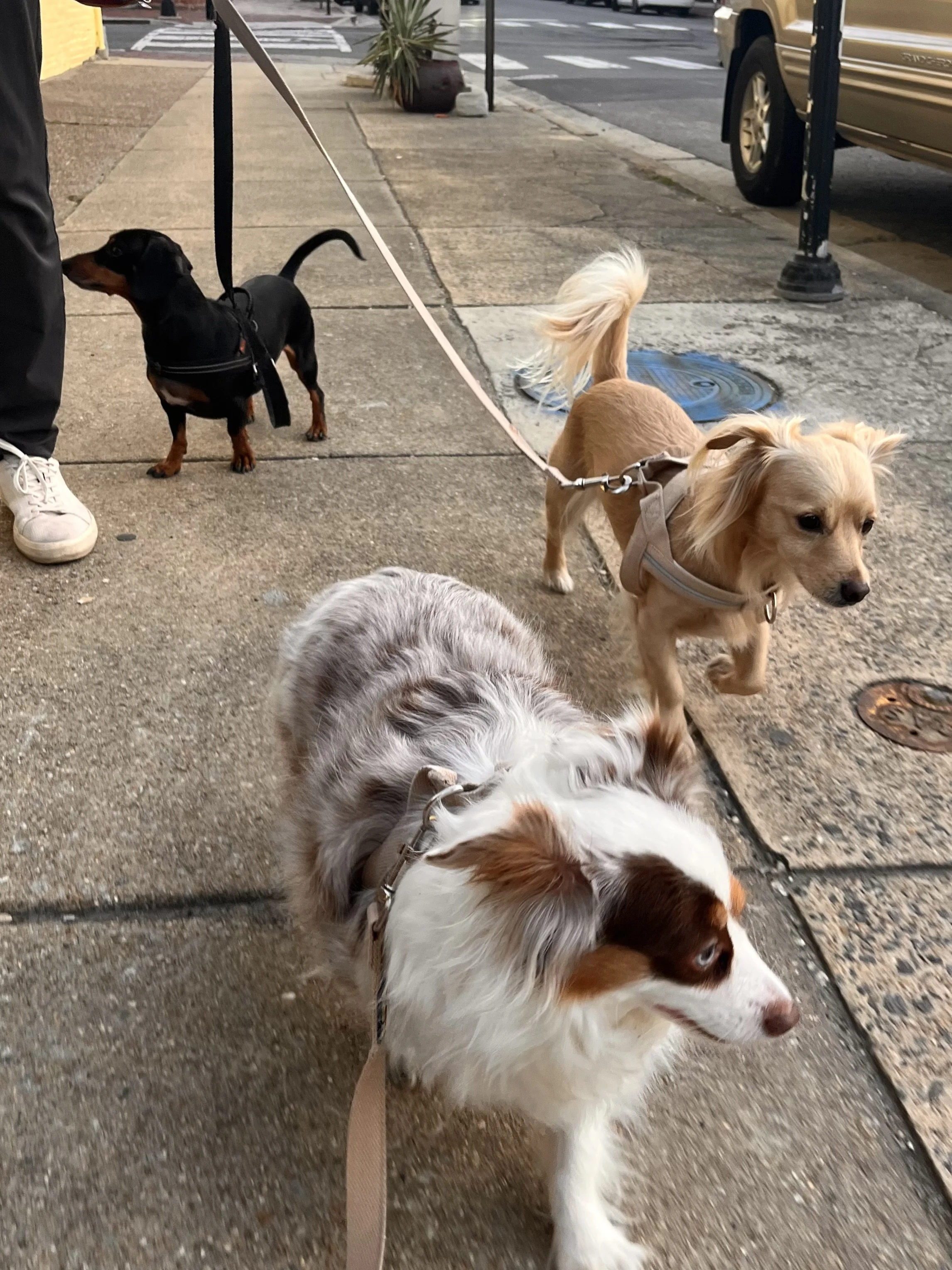 Small dogs walking on a city sidewalk with leashes crossing and multiple movement directions