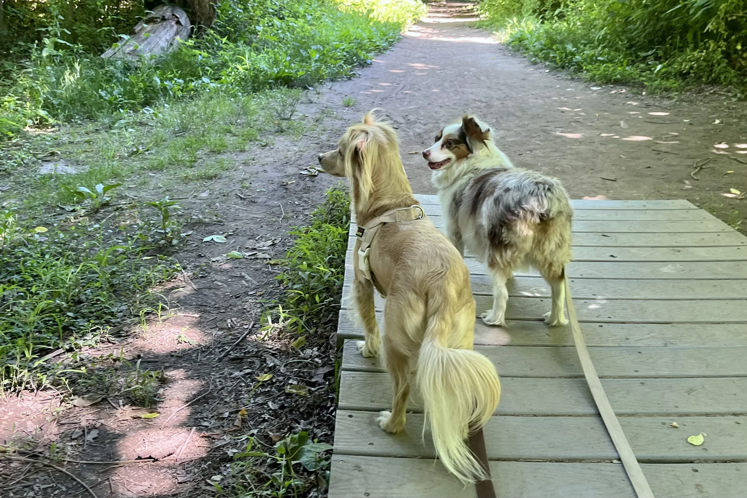 Archie and Saydie standing on a wooden boardwalk beneath the leafy tree canopy at Theodore Roosevelt Island in Washington, DC.