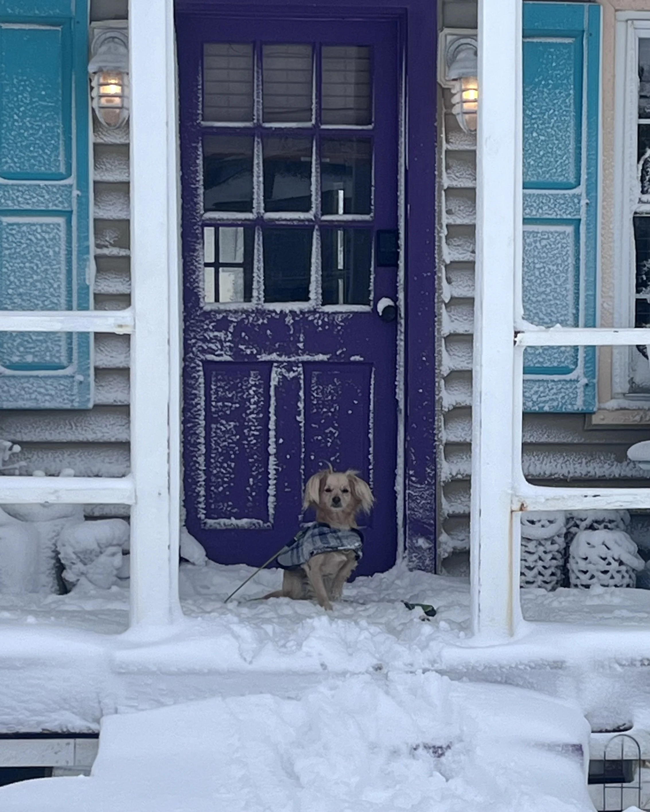 Small dog sitting on a snow-covered porch in front of a purple door at a coastal rental in winter.