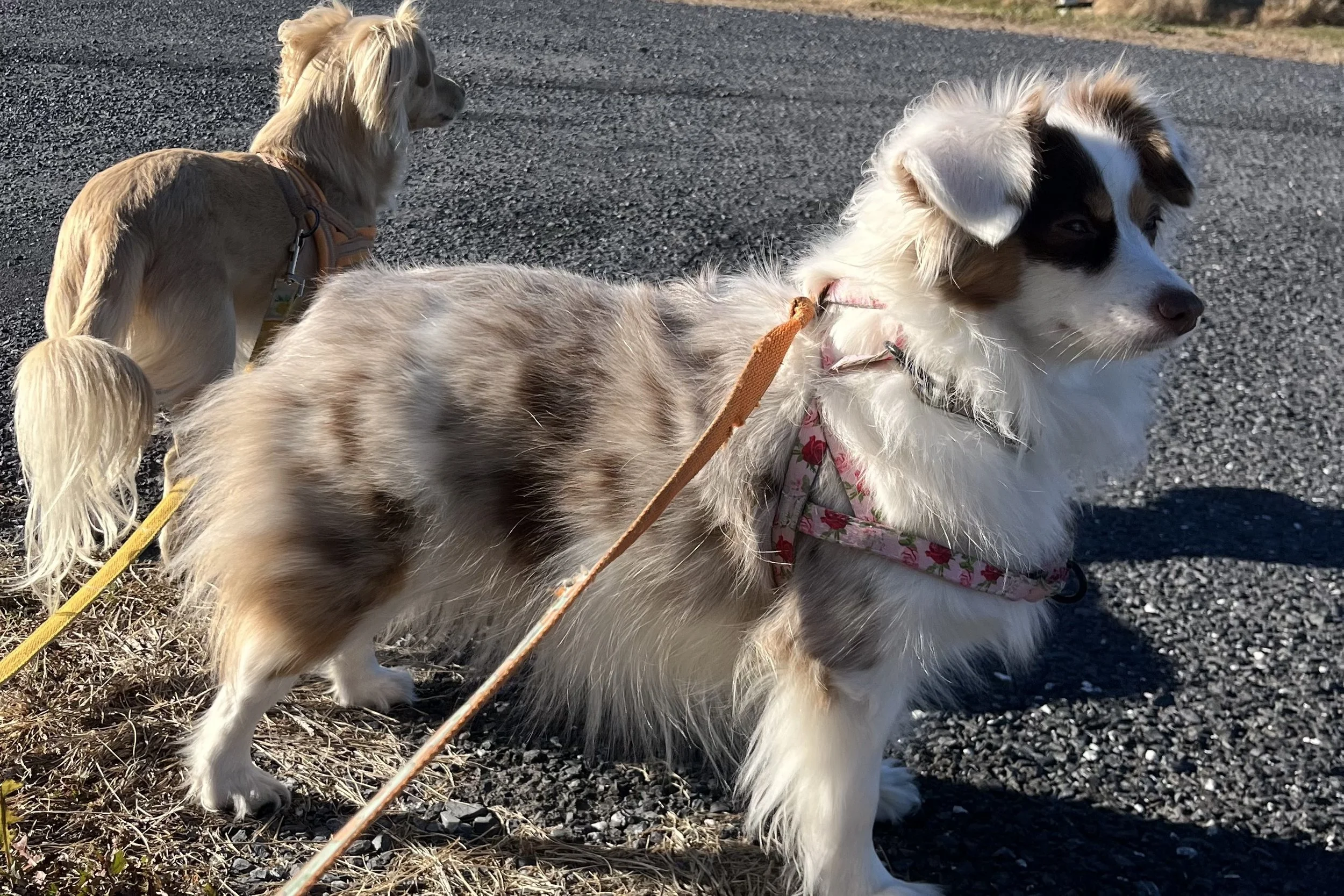 Two small dogs on leashes standing alert on a gravel rest stop area, scanning their surroundings during a roadside break.