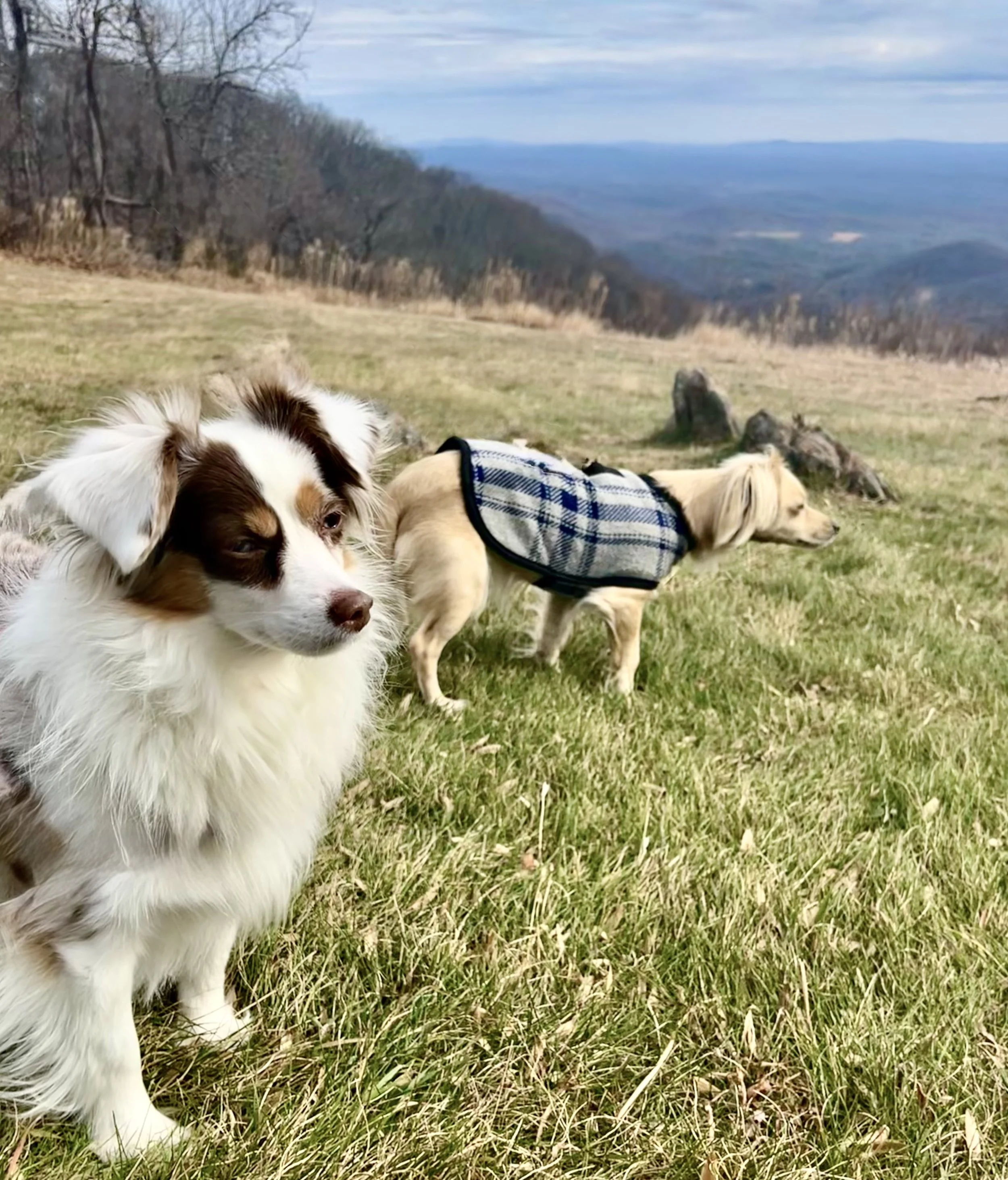 Exploring Floyd, VA: A Quiet Mountain Getaway