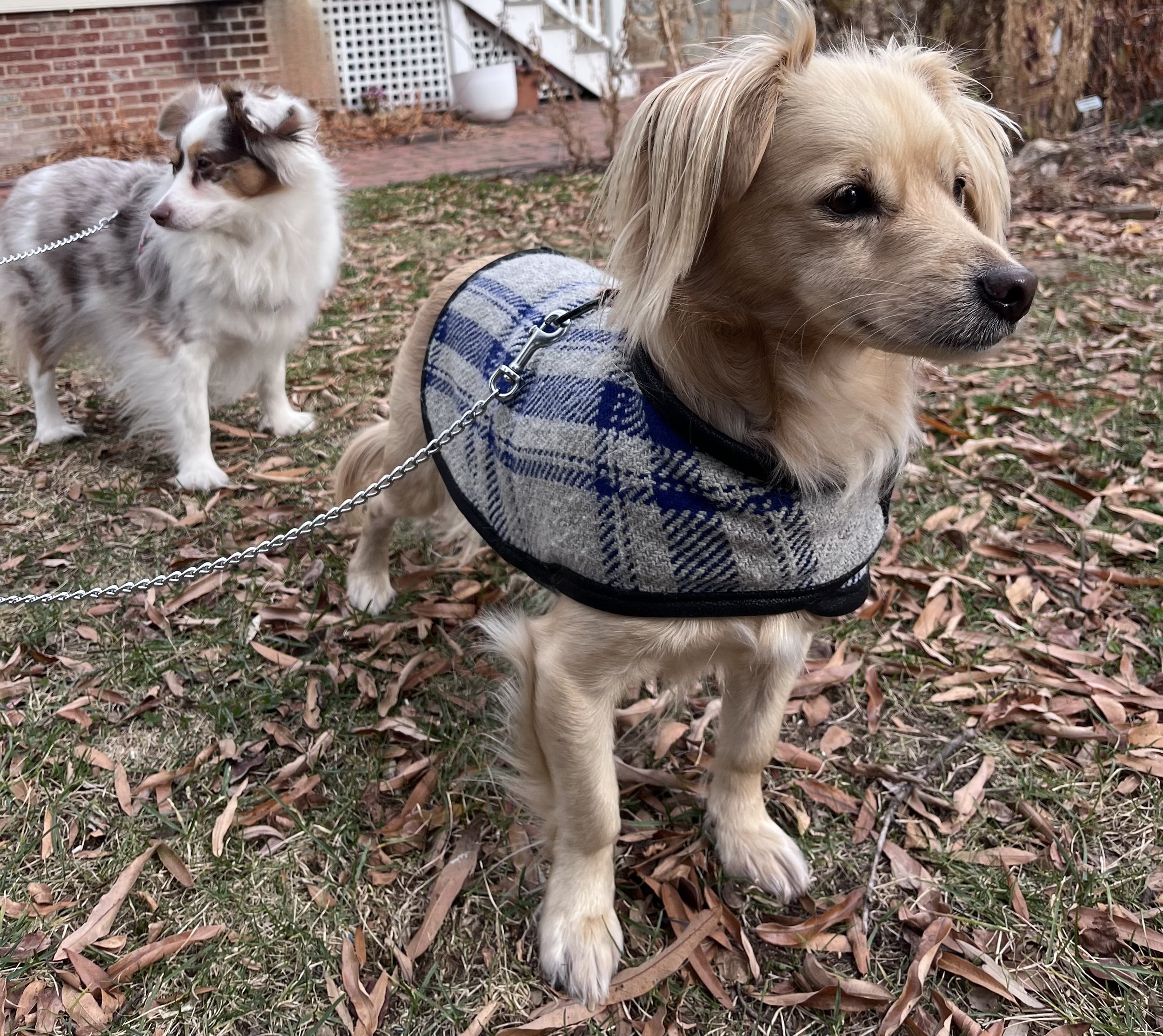 Easy-to-Put-On Dog Coats (For Dogs Who Hate Coats)
