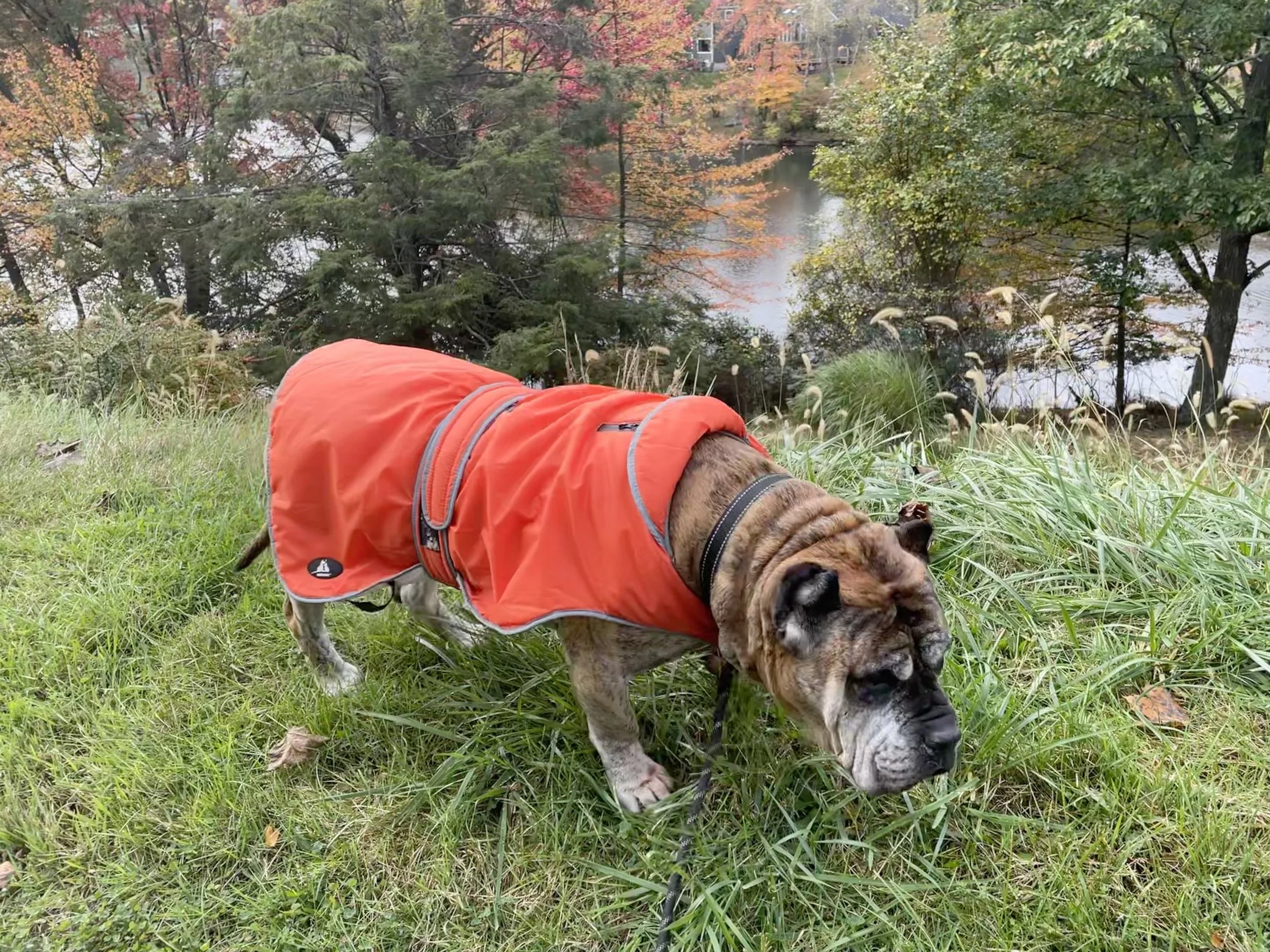 Dog Jackets: Comfort, Fit, and Easy Dressing for Every Pup