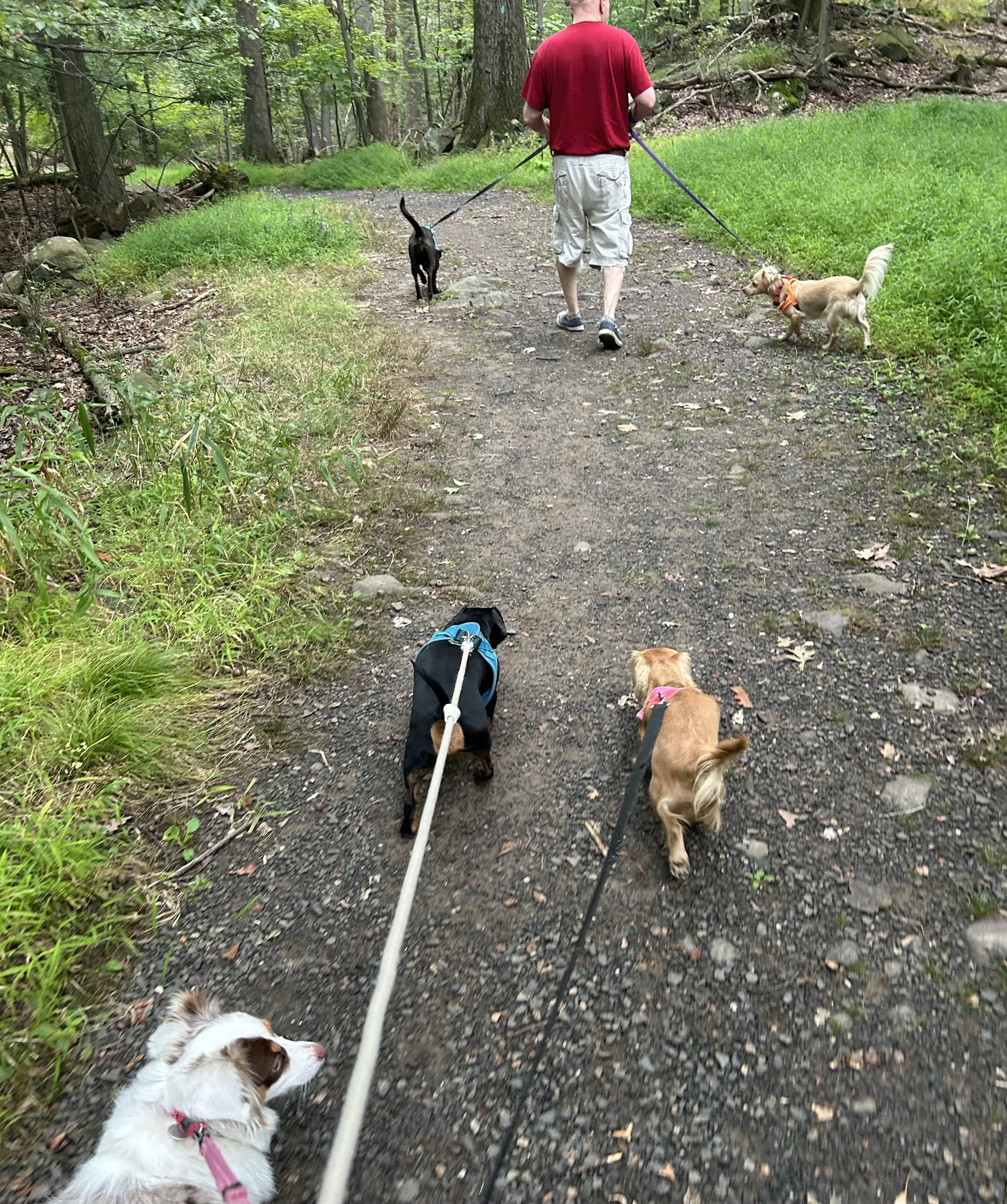 Dog-Friendly Walks in Old Town Alexandria 