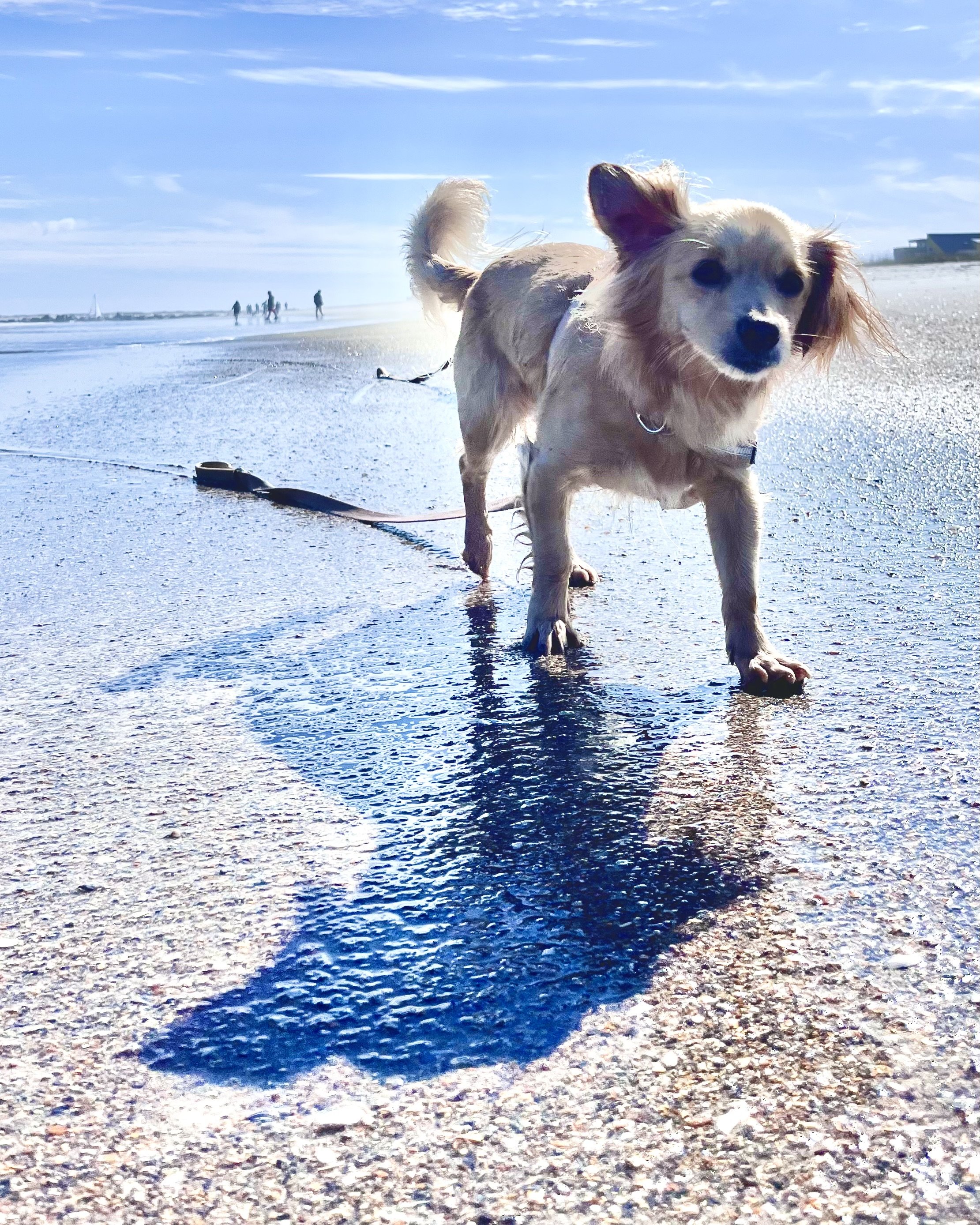 St. Augustine With Dogs: What Our First Few Days Were Really Like
