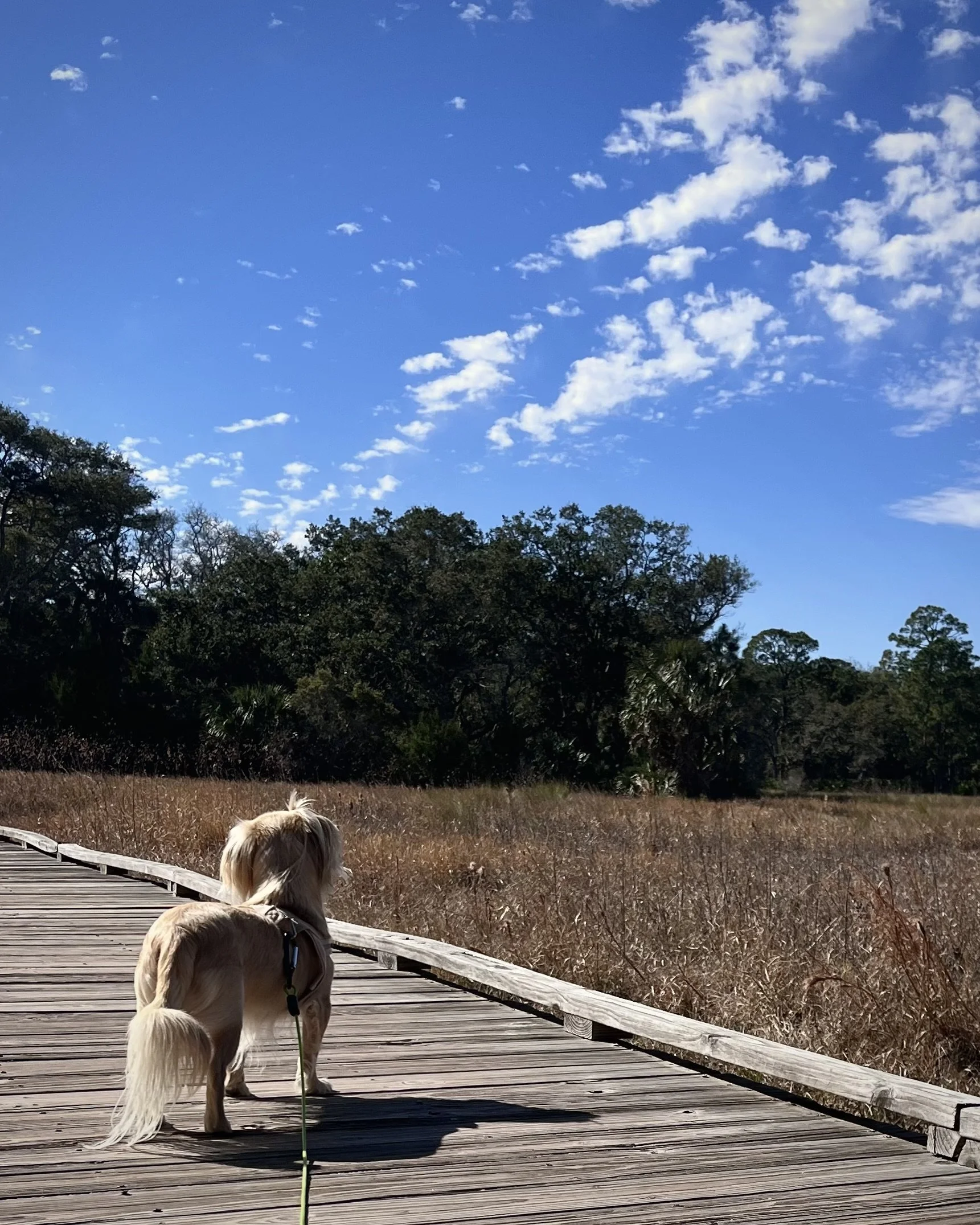 Is Guana Tolomato Matanzas Reserve Dog-Friendly?