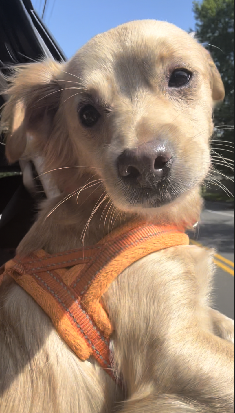 How to Prepare a Dog for a Long Car Ride Without Stress