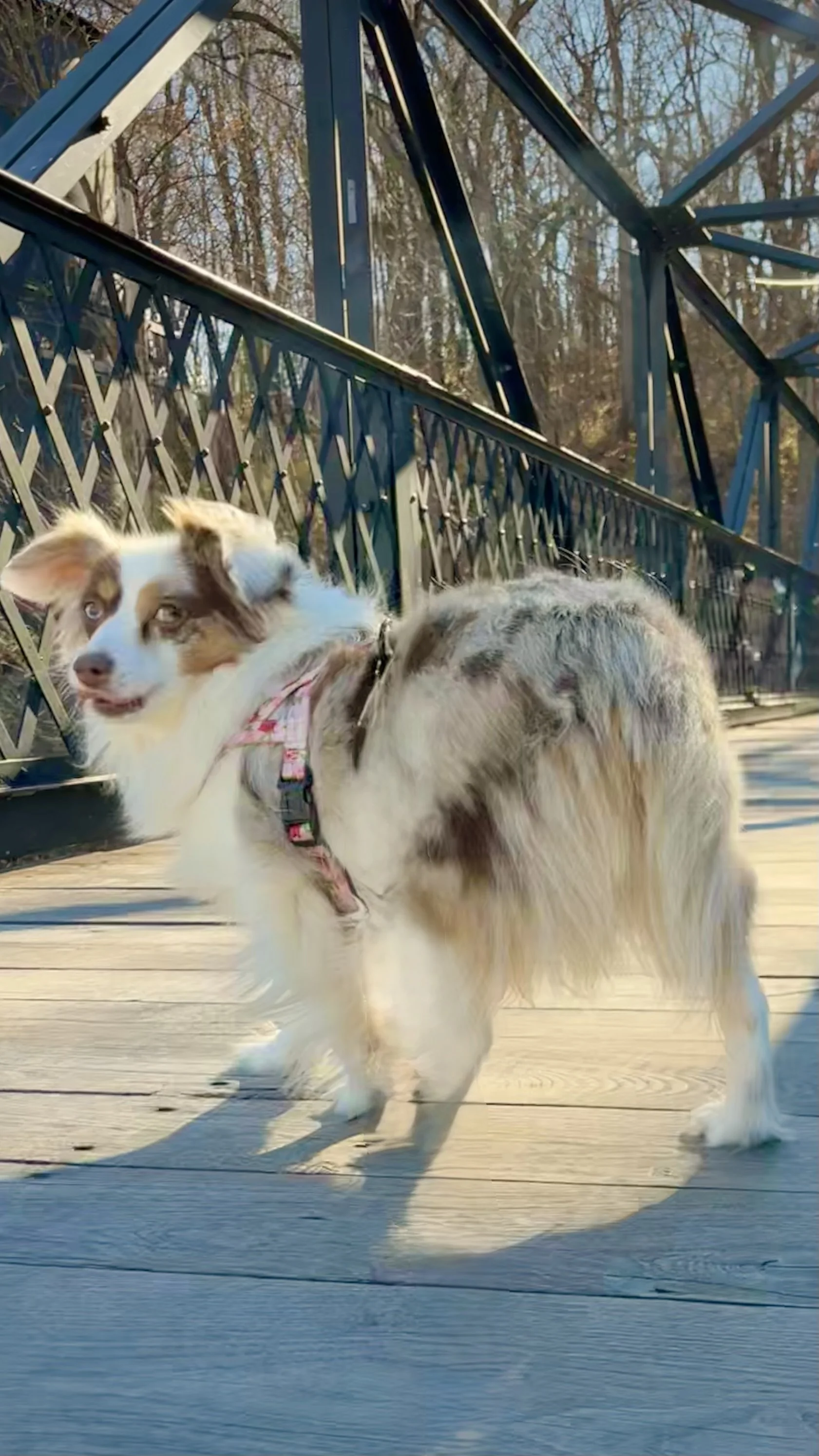 A Dog-Friendly Weekend in Staunton, VA