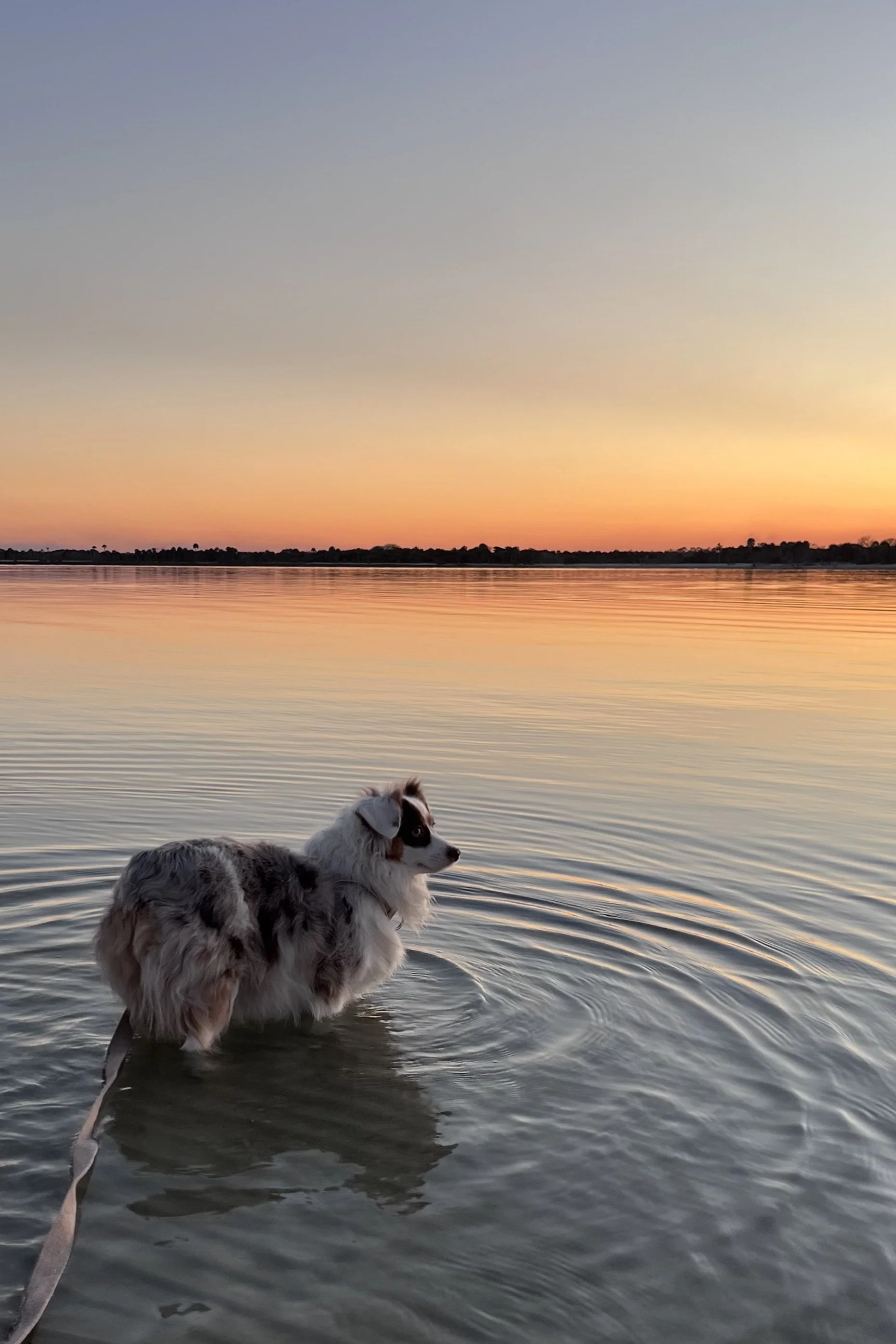 The Small Dog Comfort Index: A Smarter Way to Plan Dog-Friendly Travel