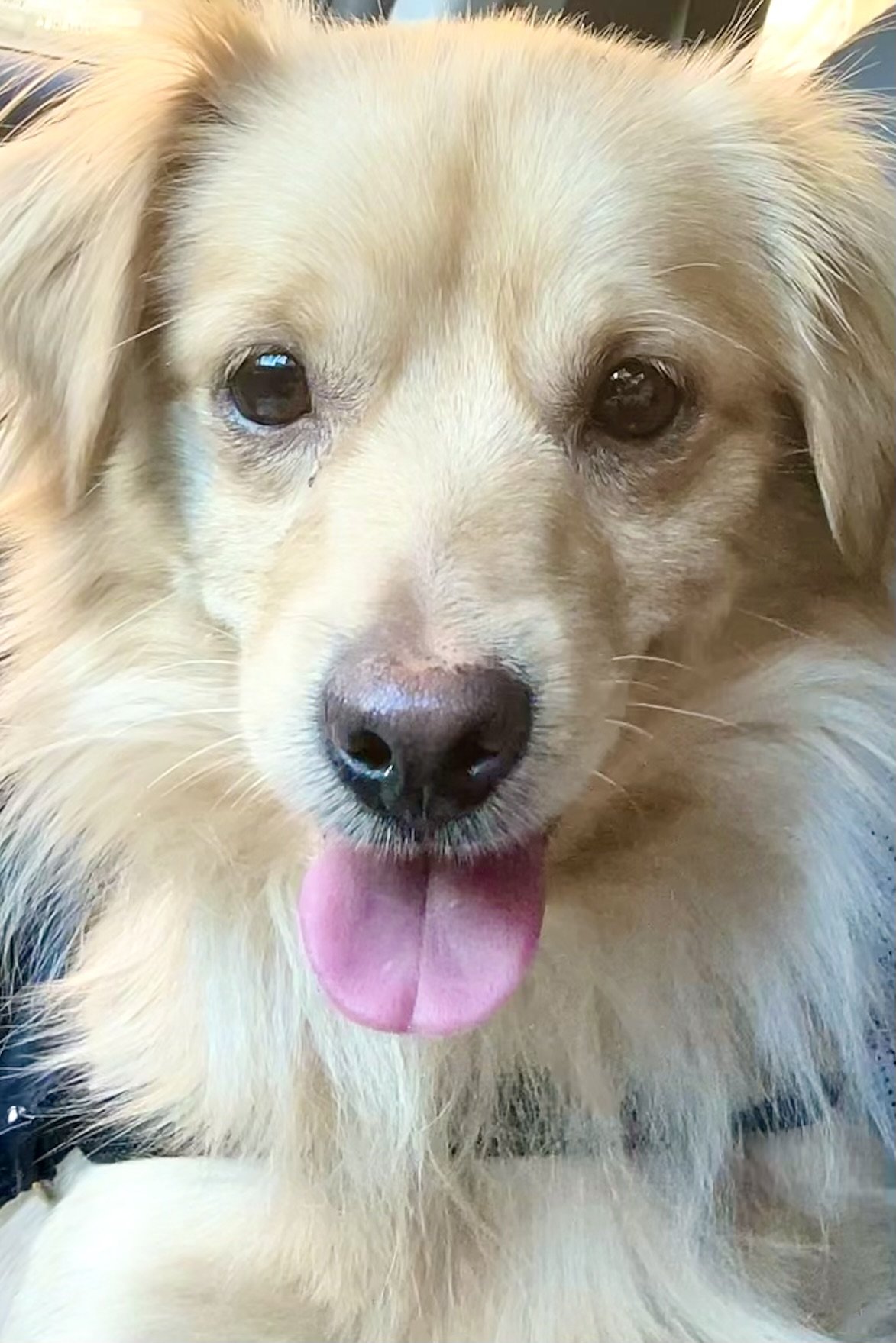 Why Does My Dog Hate Car Rides? 5 Mistakes That Cause Car Anxiety