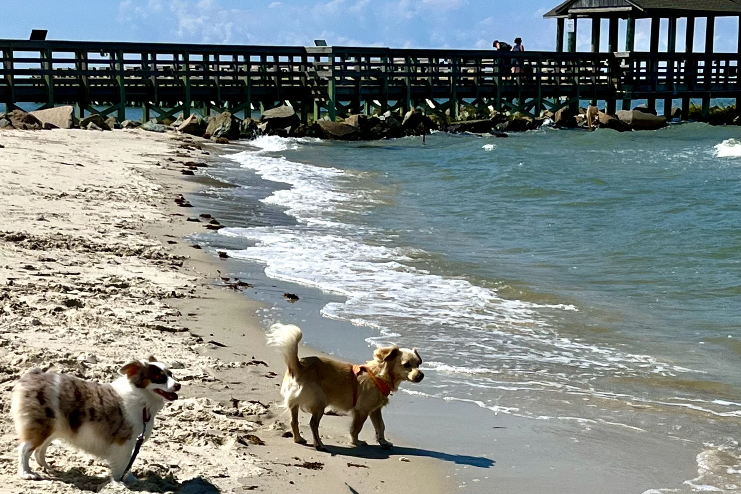 Is Cape Charles, Virginia Good for Small Dogs?